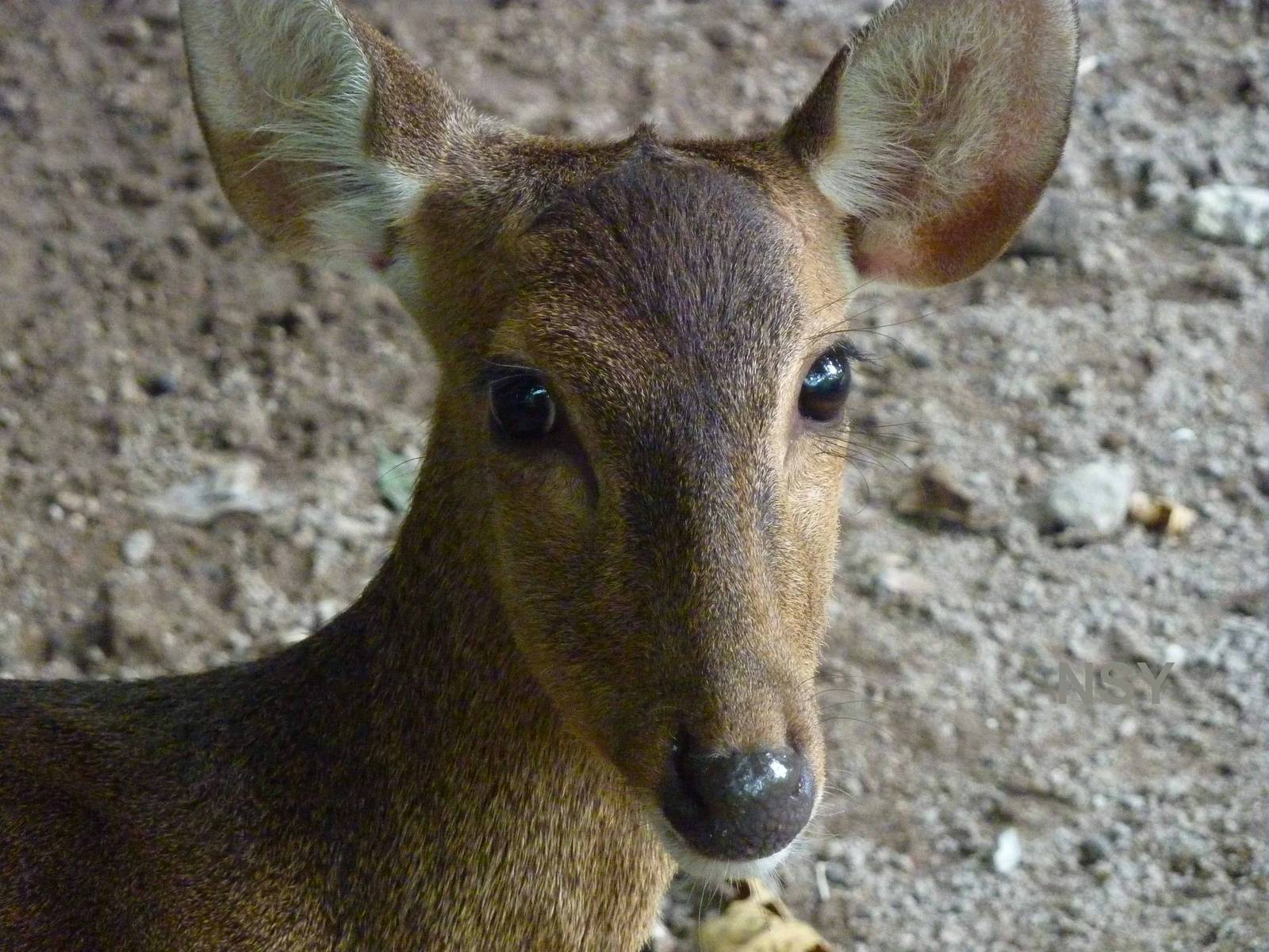 Bawean deer, May 2013