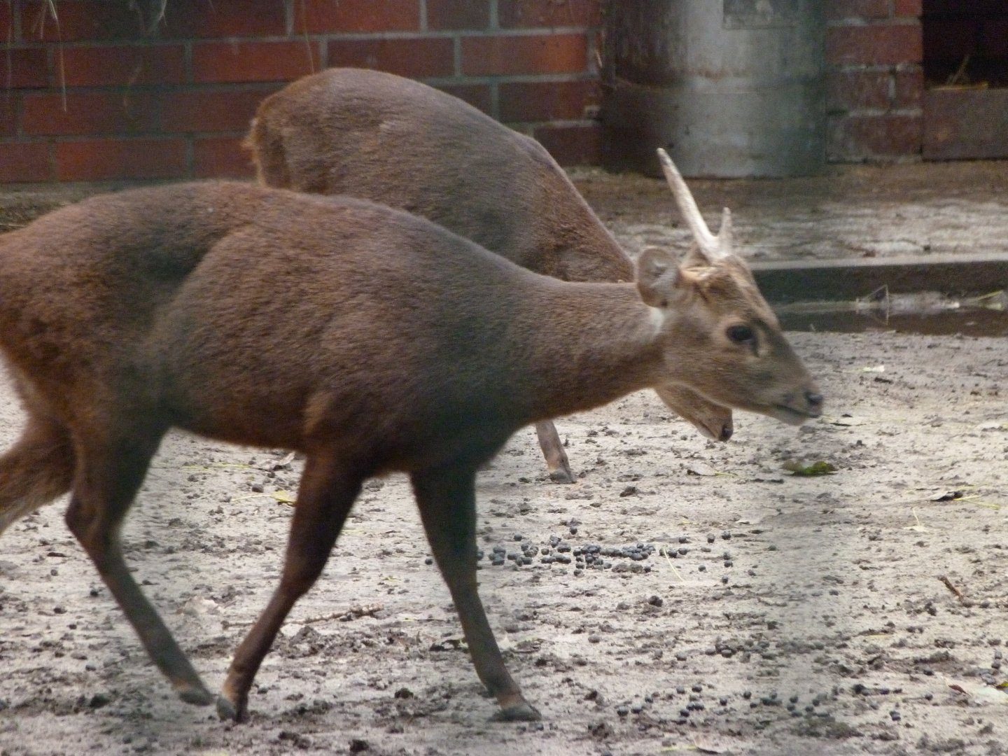Bawean deer -Tierpark Berlin (2024)