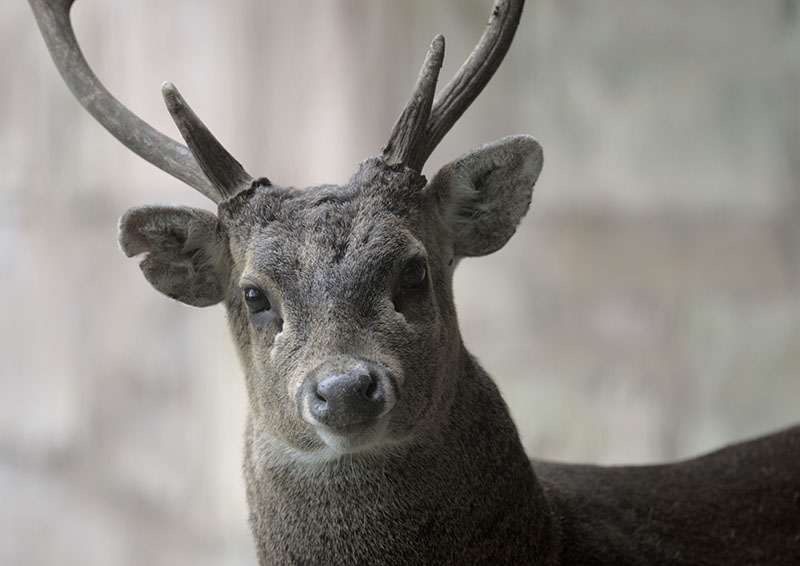 Bawean deer