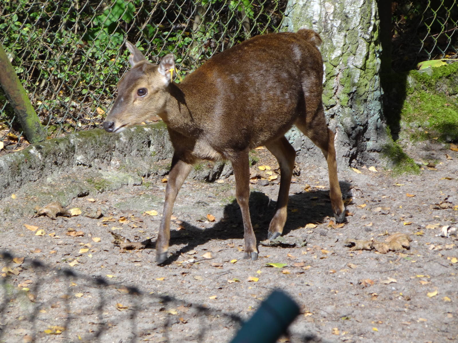 Bawean Deer