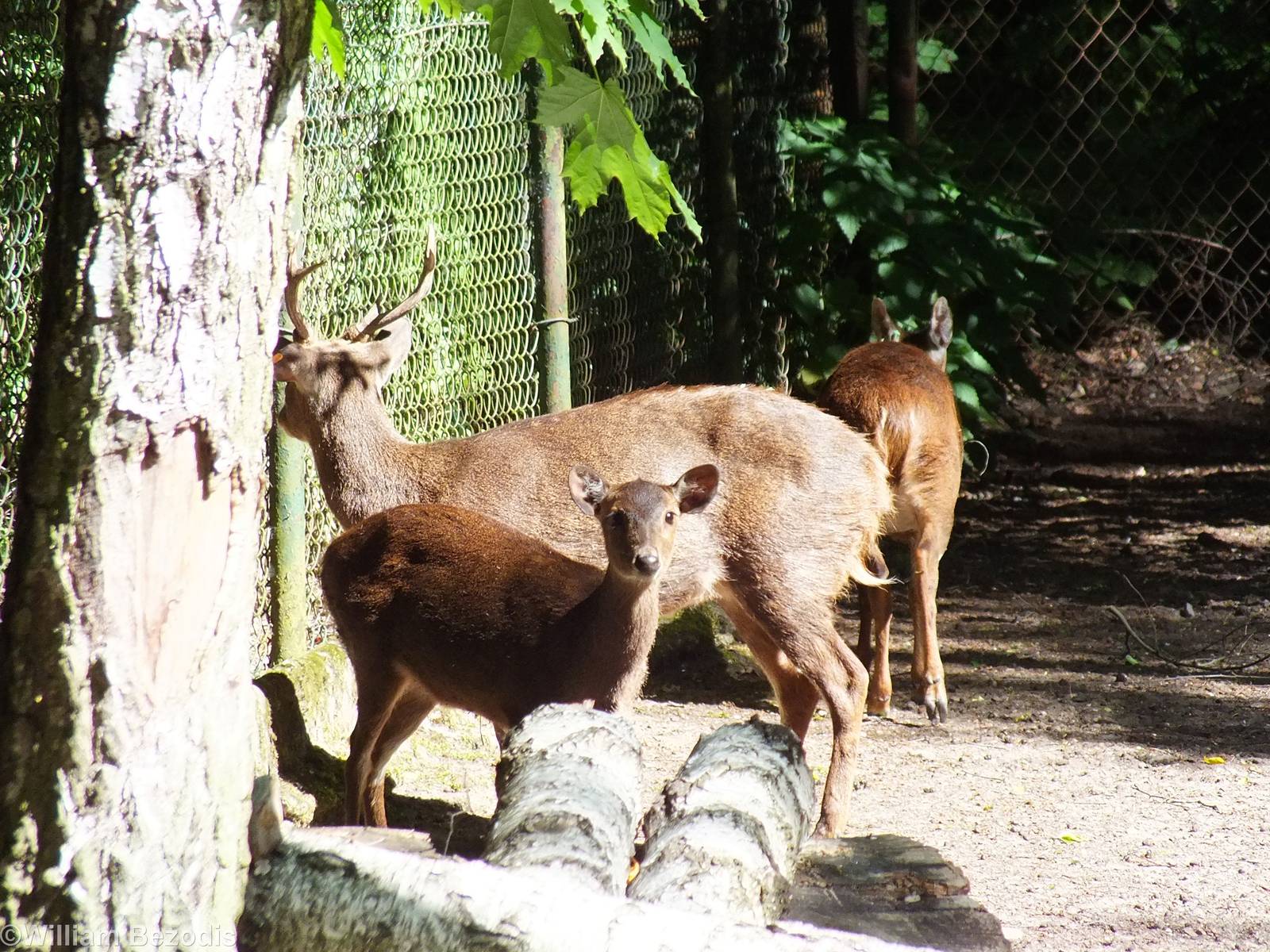 Bawean Deer