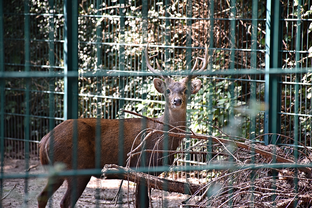 Bawean deer