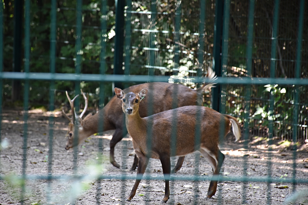 Bawean deer