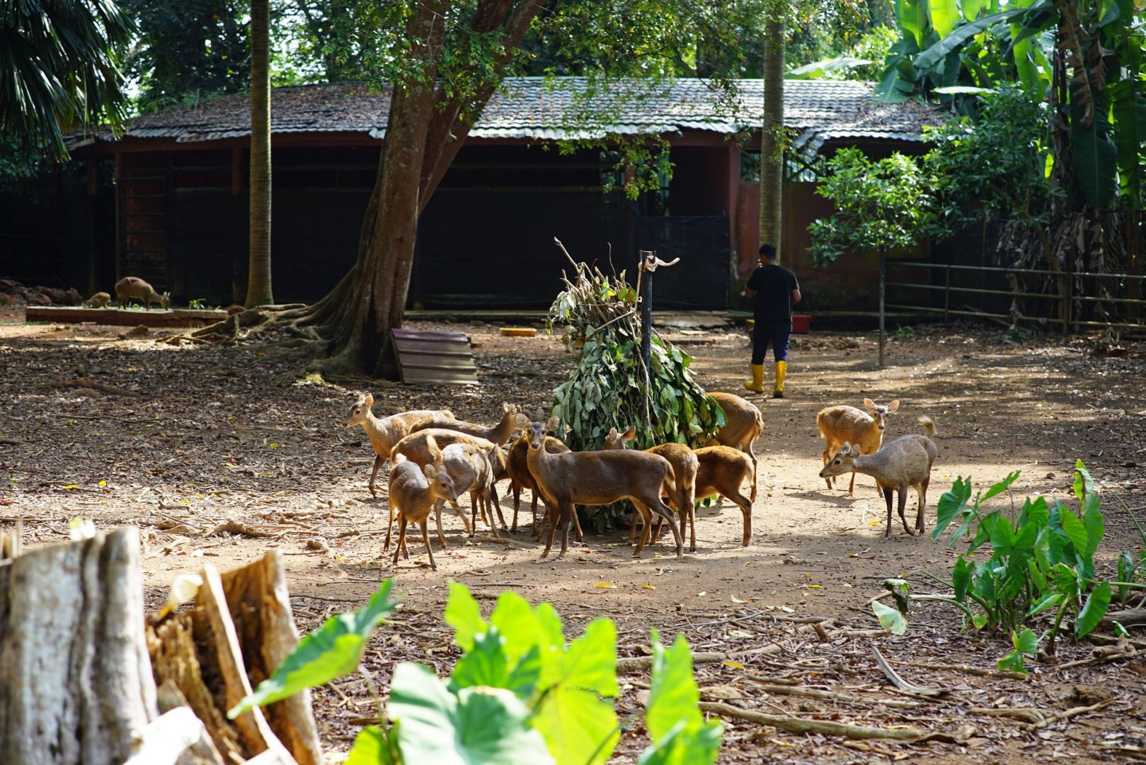 Bawean deer