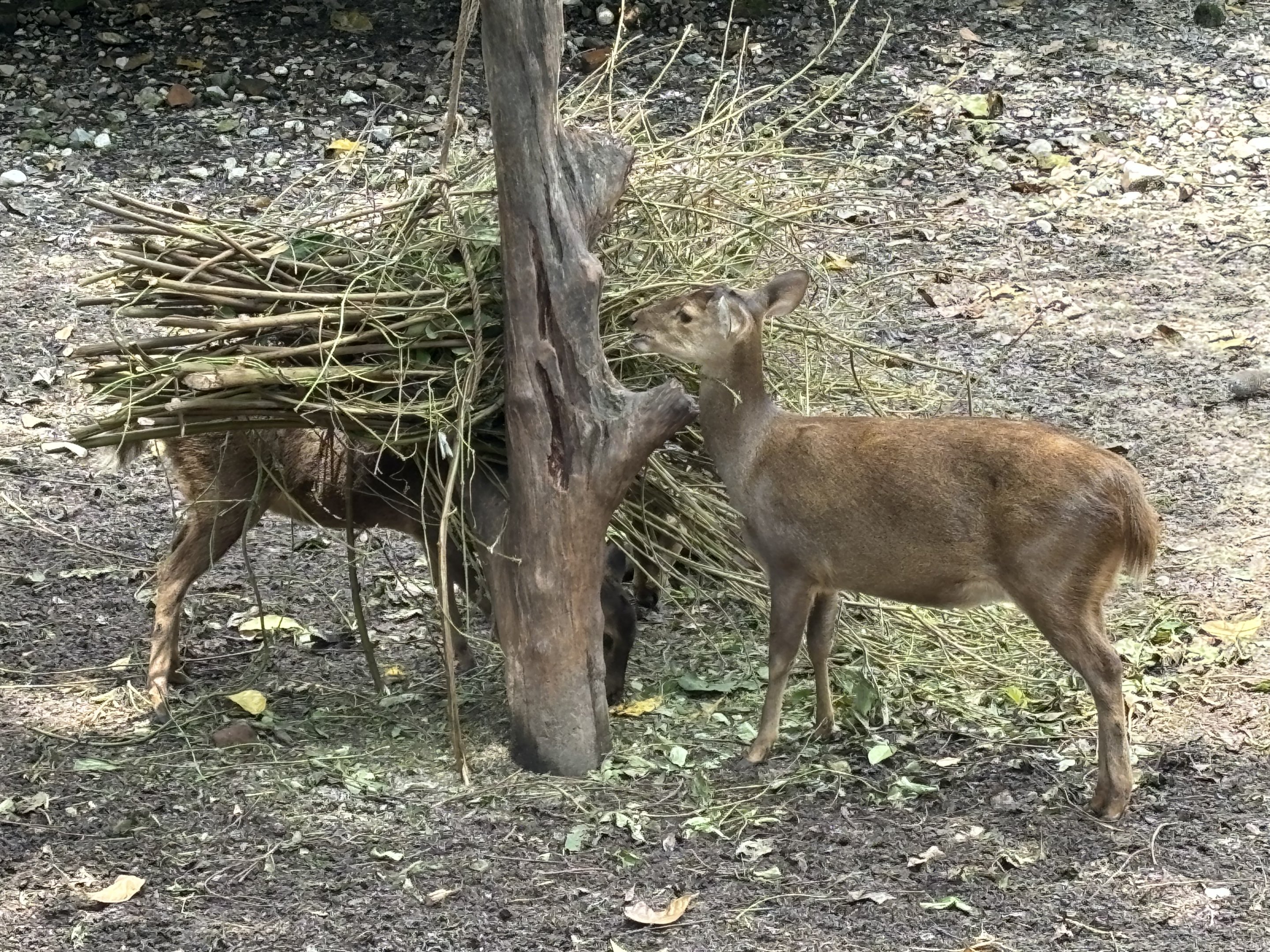 Bawean Deer