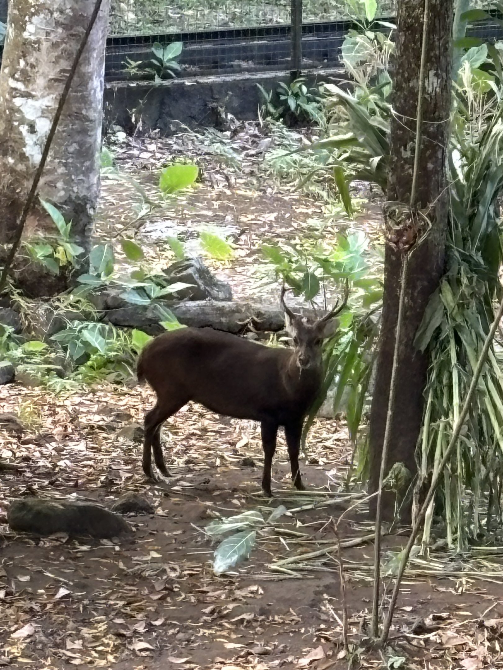 Bawean Deer