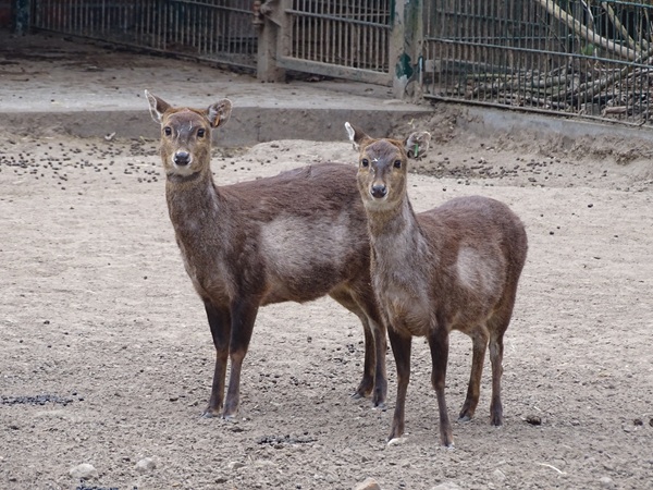 Bawean deer