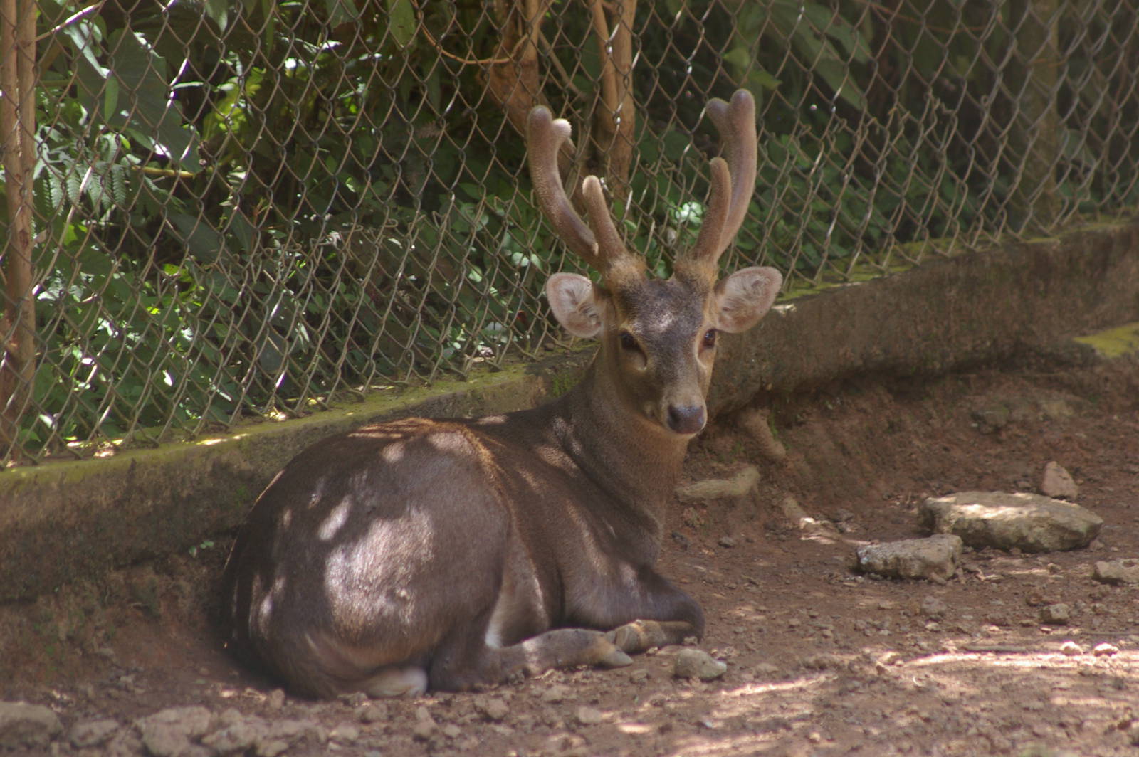 Bawean hog deer (Axis kuhlii)