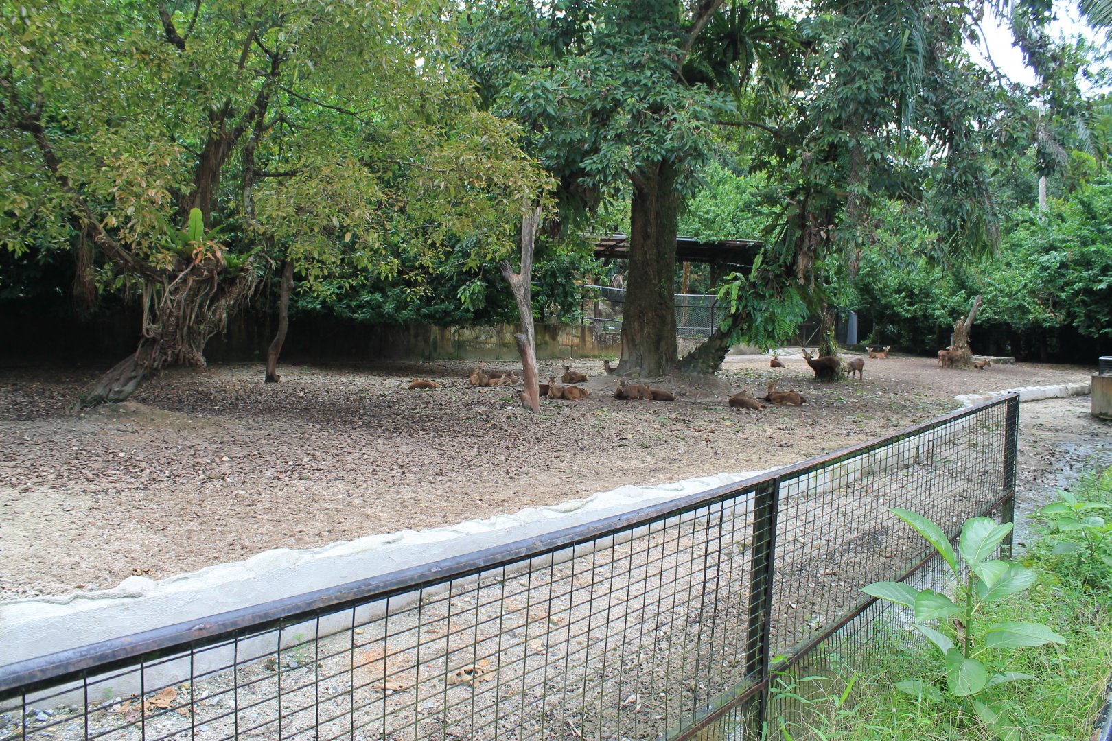 Bawean Hog Deer (Hyelaphus kuhlii)