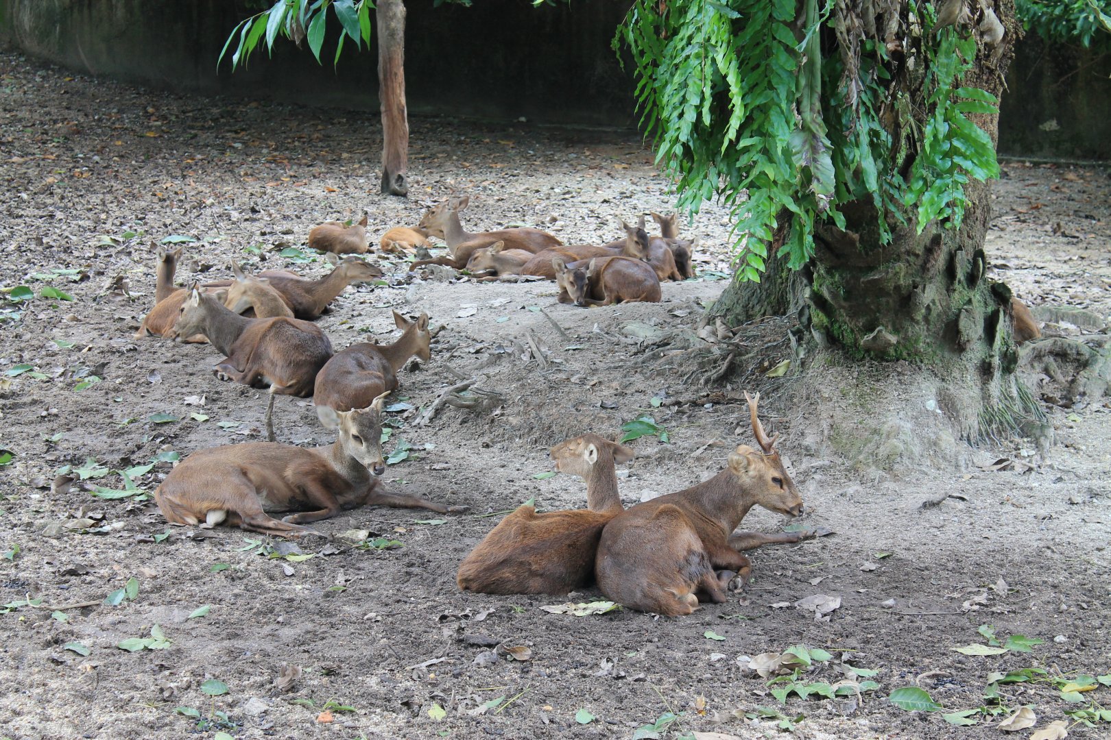 Bawean Hog Deer (Hyelaphus kuhlii)