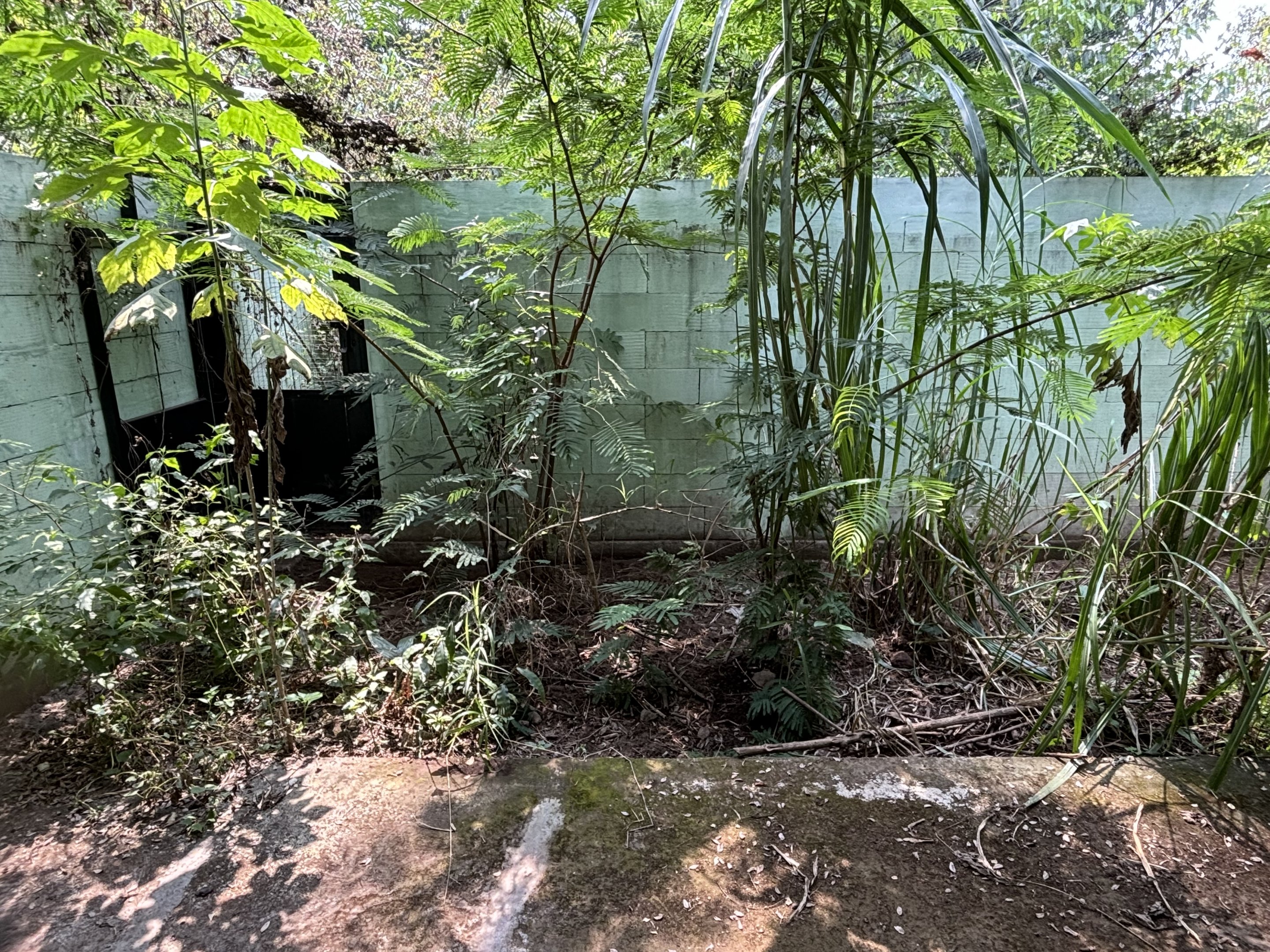 Bawean Warty Pig Exhibit - Prigen Conservation Breeding Ark