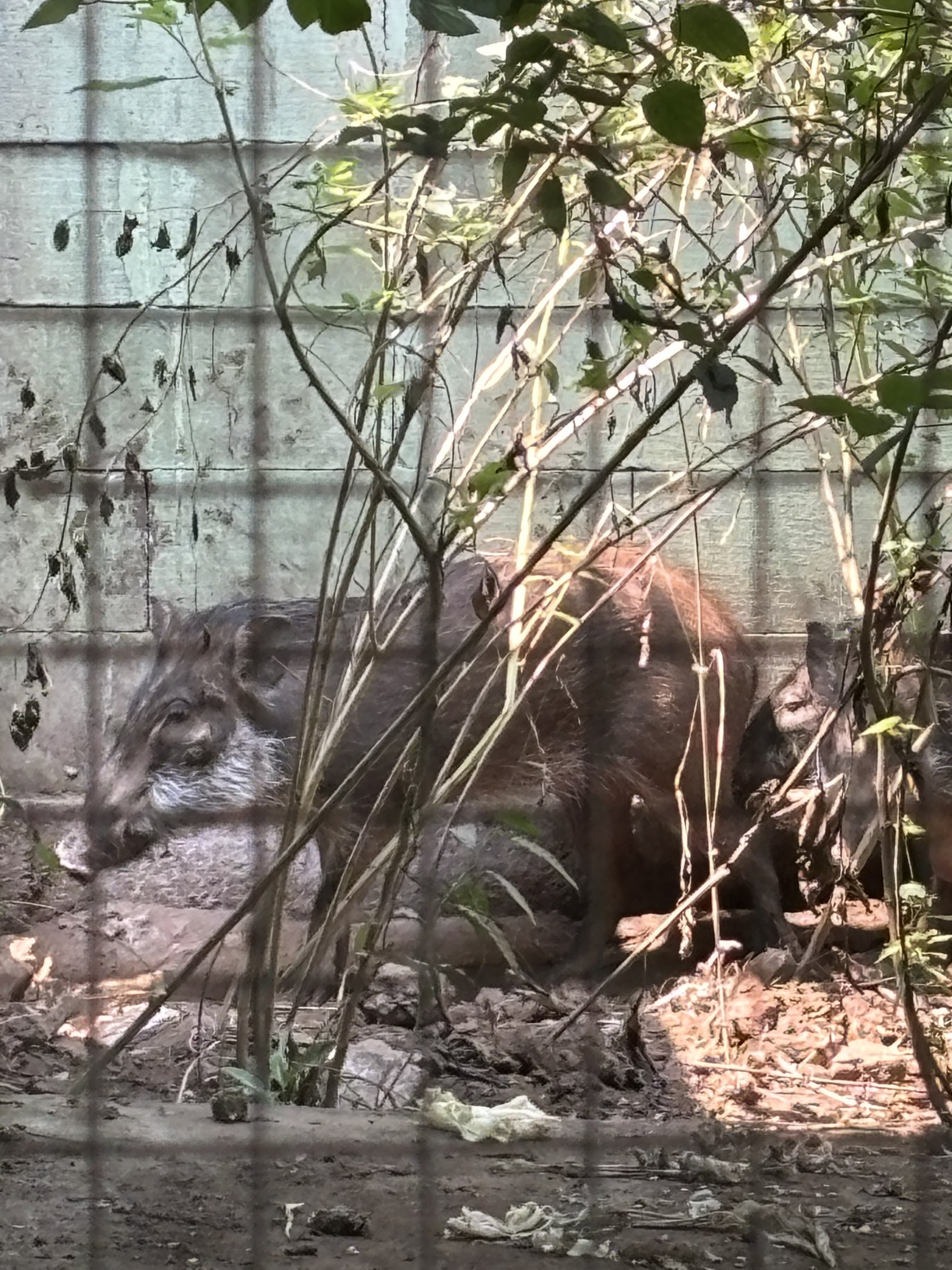 Bawean Warty Pig (off-show)