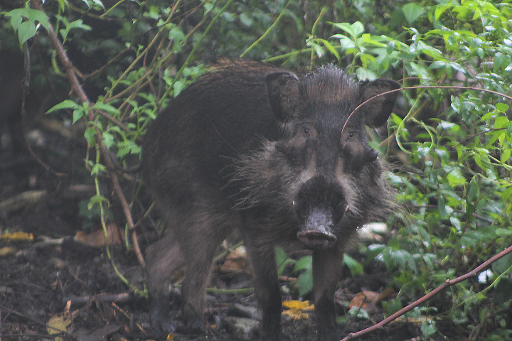 Bawean warty pig (Sus verrucosus blouchi) - PCBA