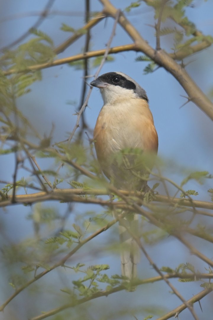 Bay-backed Shrike Lanius vittatus