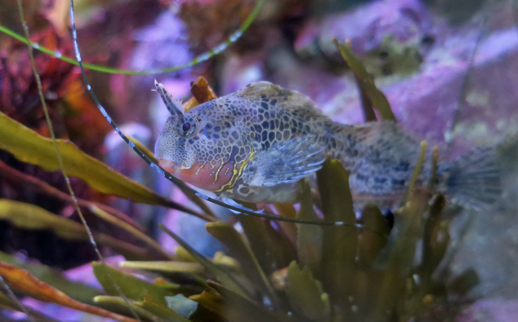 Bay Blenny (Hypsoblennius gentilis)