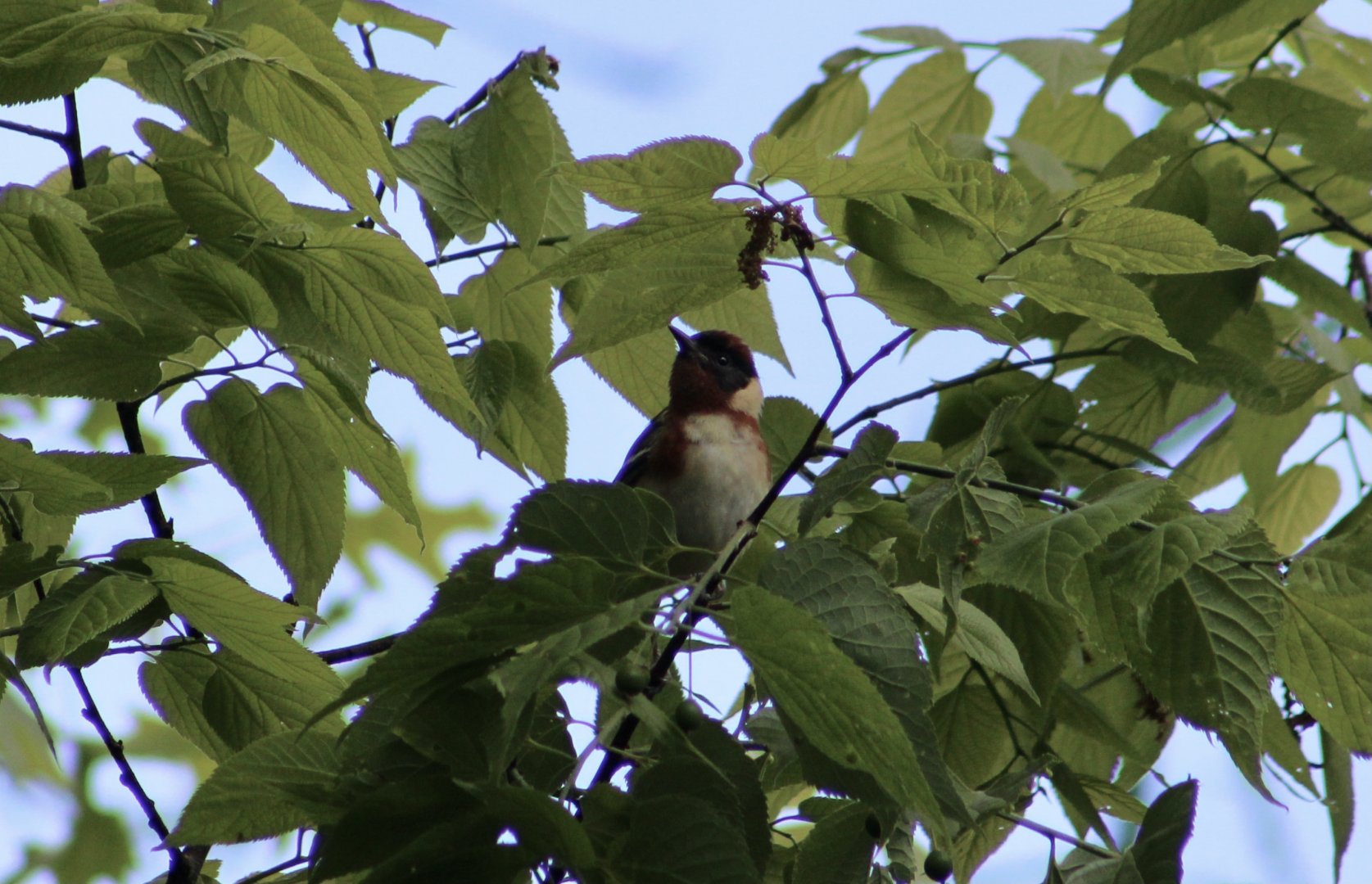 Bay-Breasted Warbler (Setophaga castanea) in Central Park