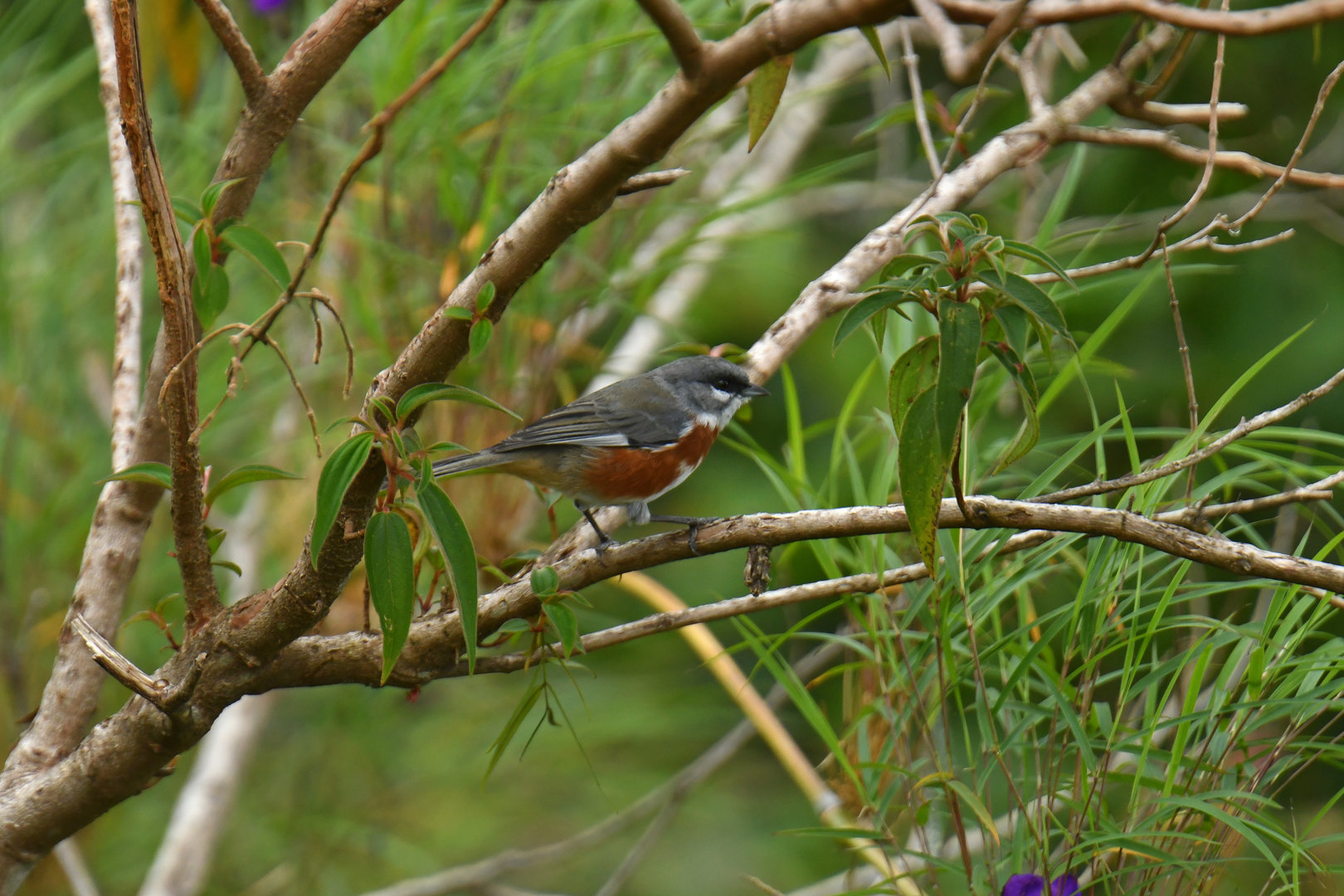 Bay-chested Warbling-Finch Castanozoster thoracicus