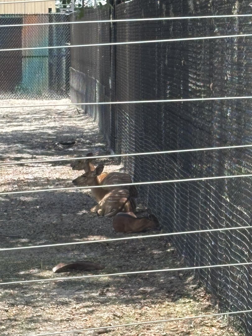 Bay Duiker and Lowland Nyala - 5/27/2025