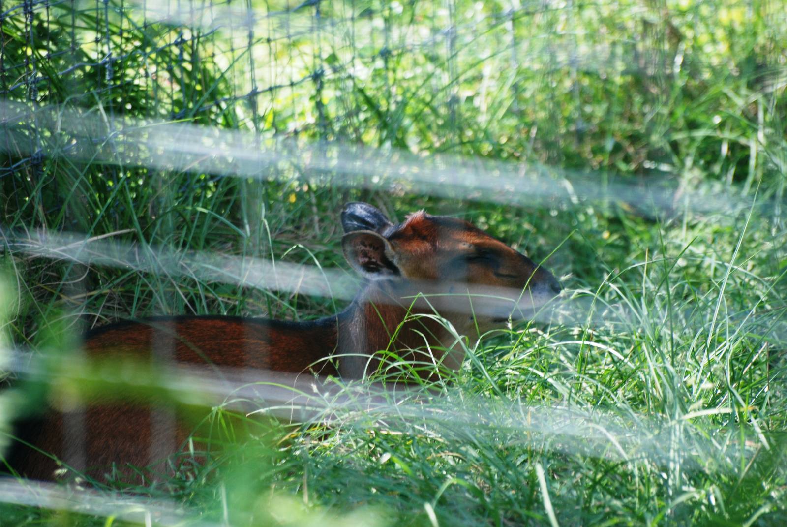 Bay Duiker at Lowry Park, 13/10/13