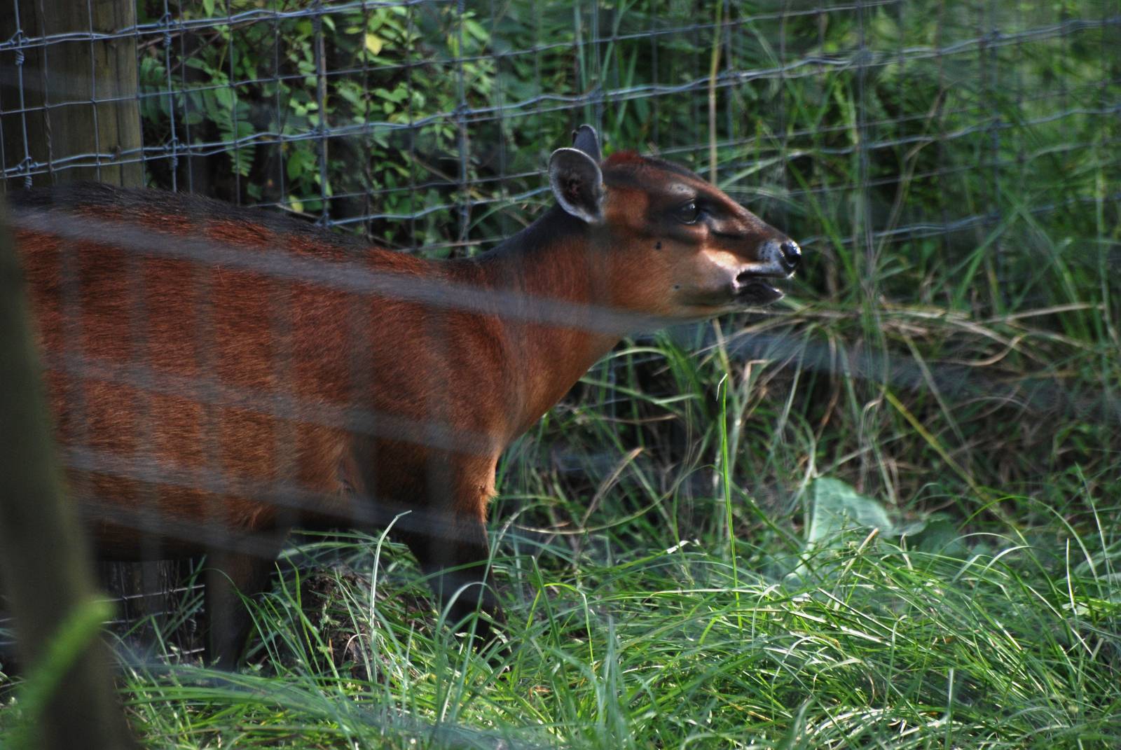 Bay Duiker at Lowry Park, 13/10/13