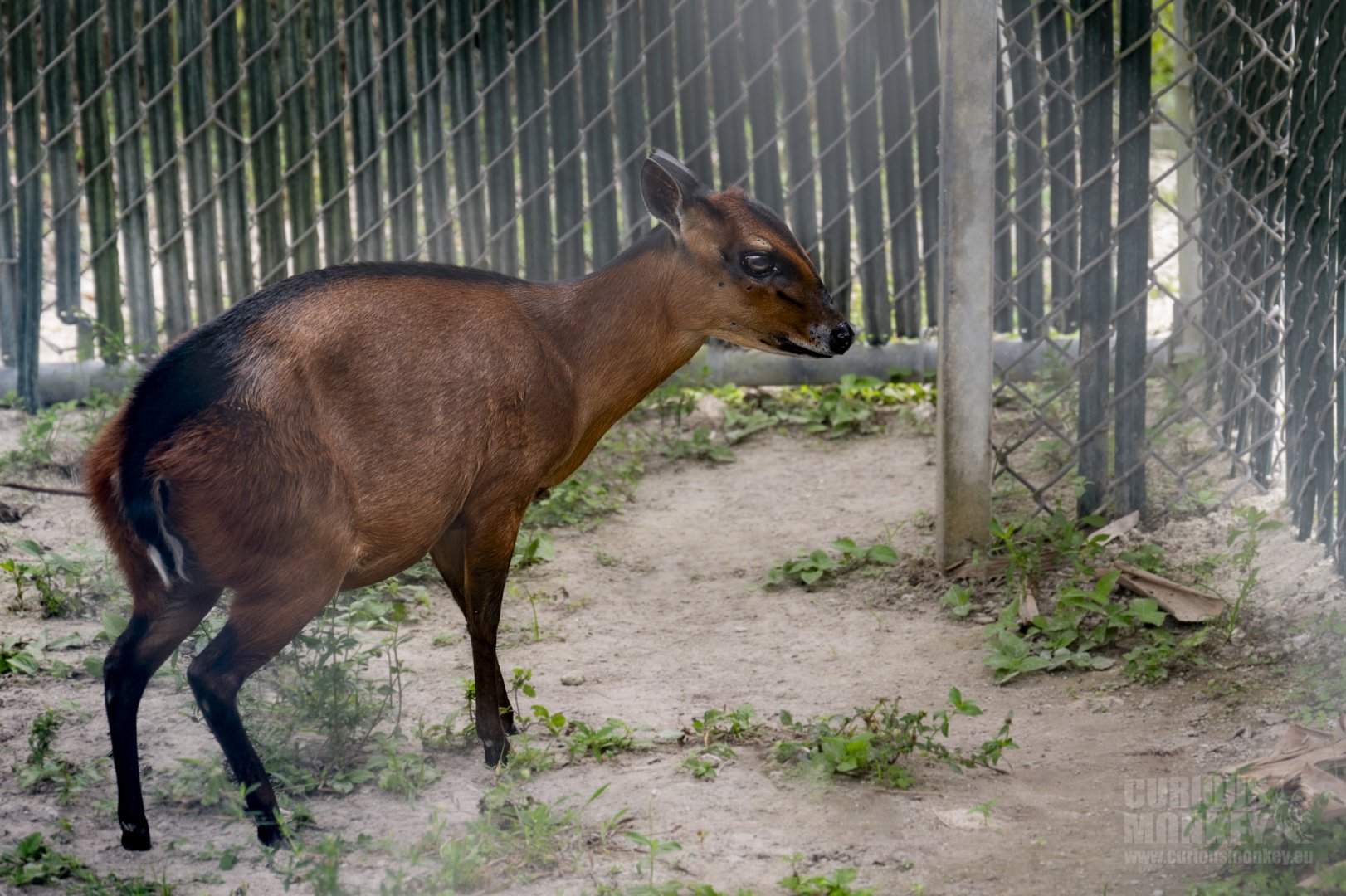 Bay Duiker (cephalophus dorsalis) 05/22 - Behind the scenes