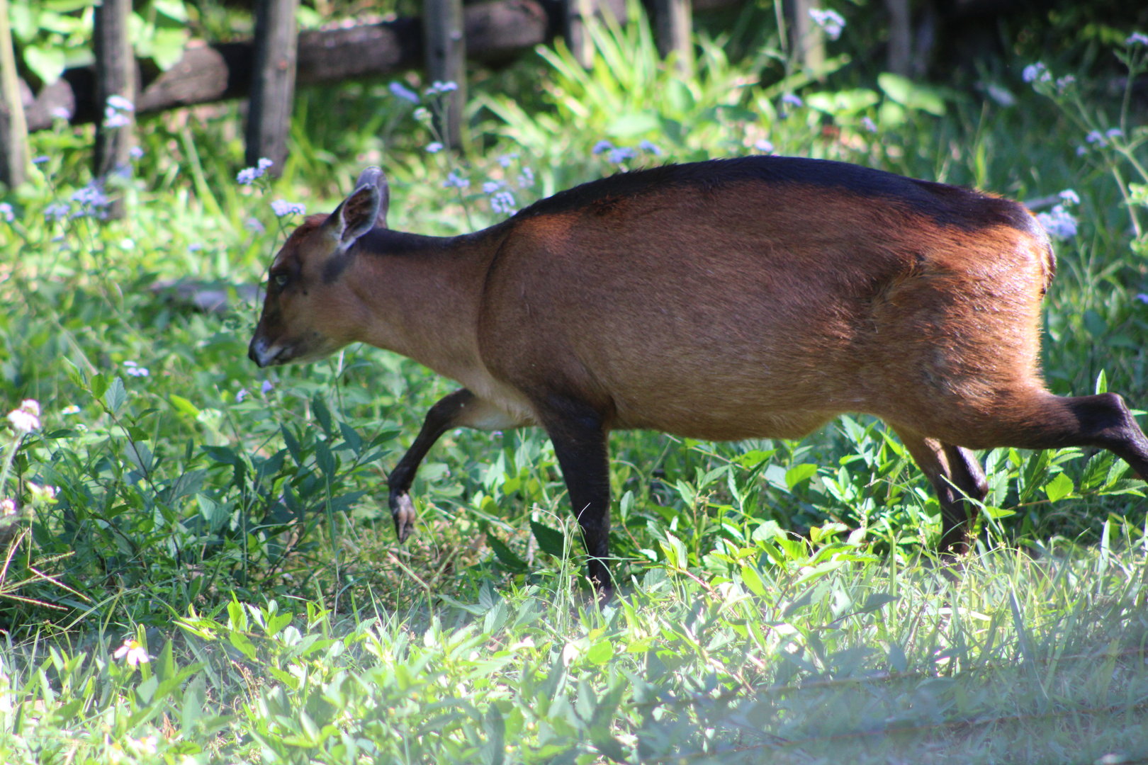 Bay Duiker (Cephalophus dorsalis)