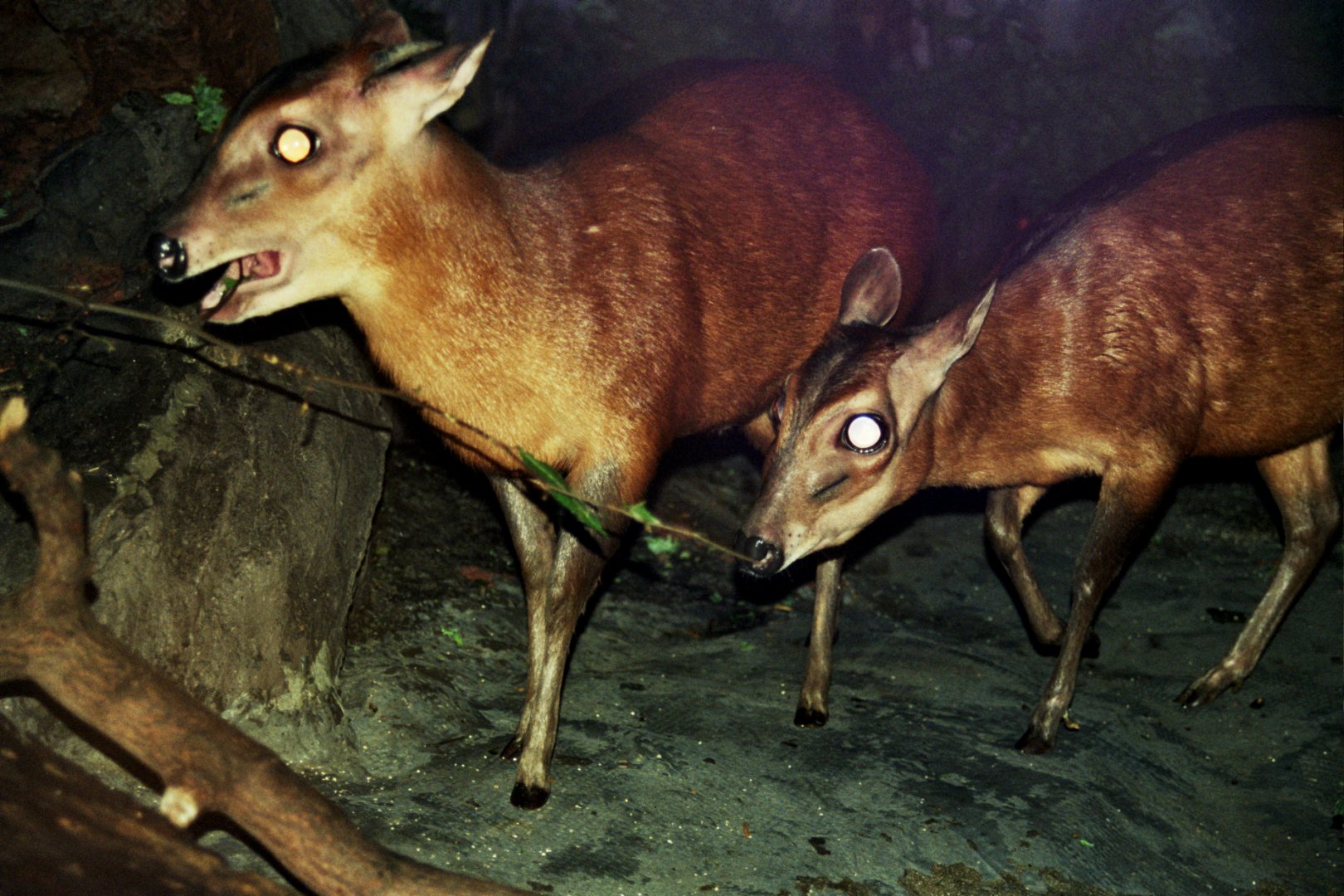 bay duiker (Cephalophus dorsalis)