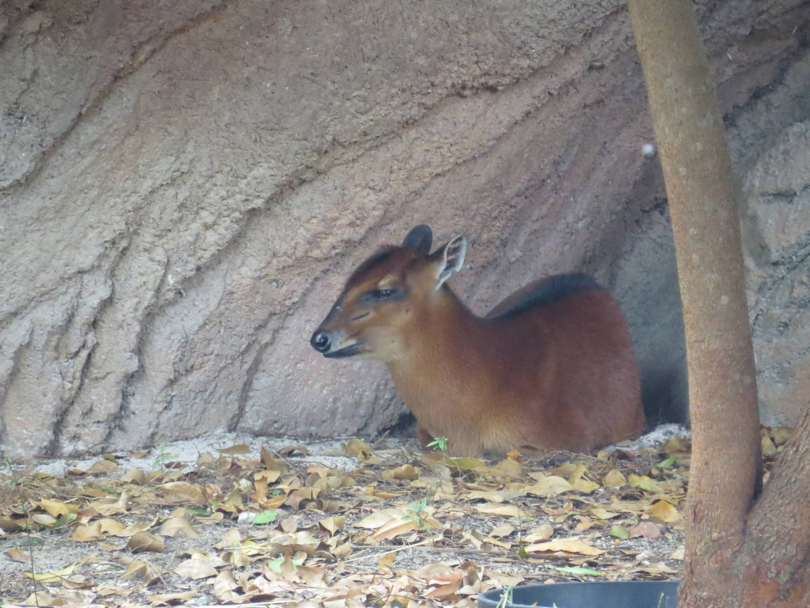Bay duiker, March 2015