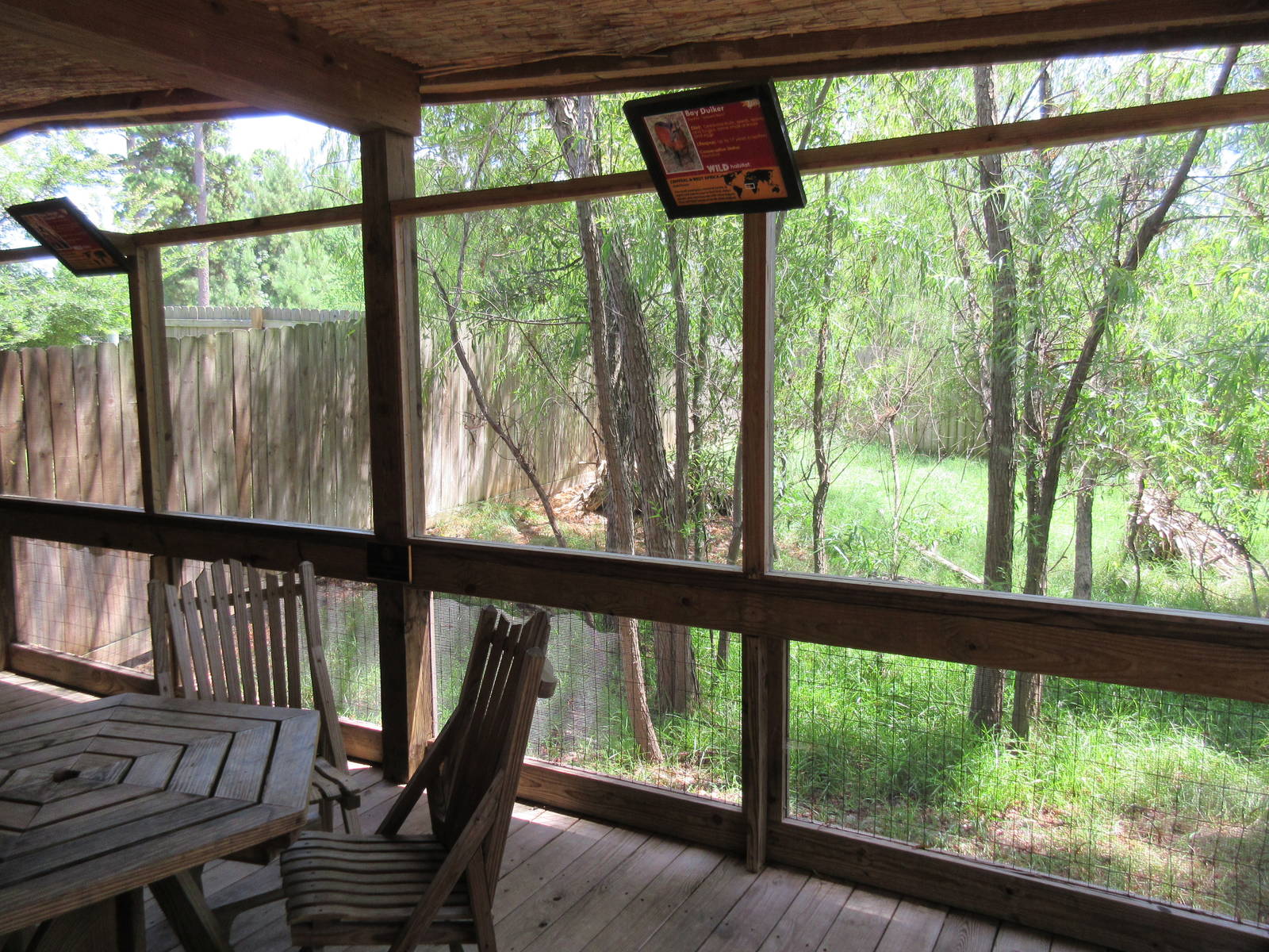 Bay Duiker/West African Crowned Crane Exhibit