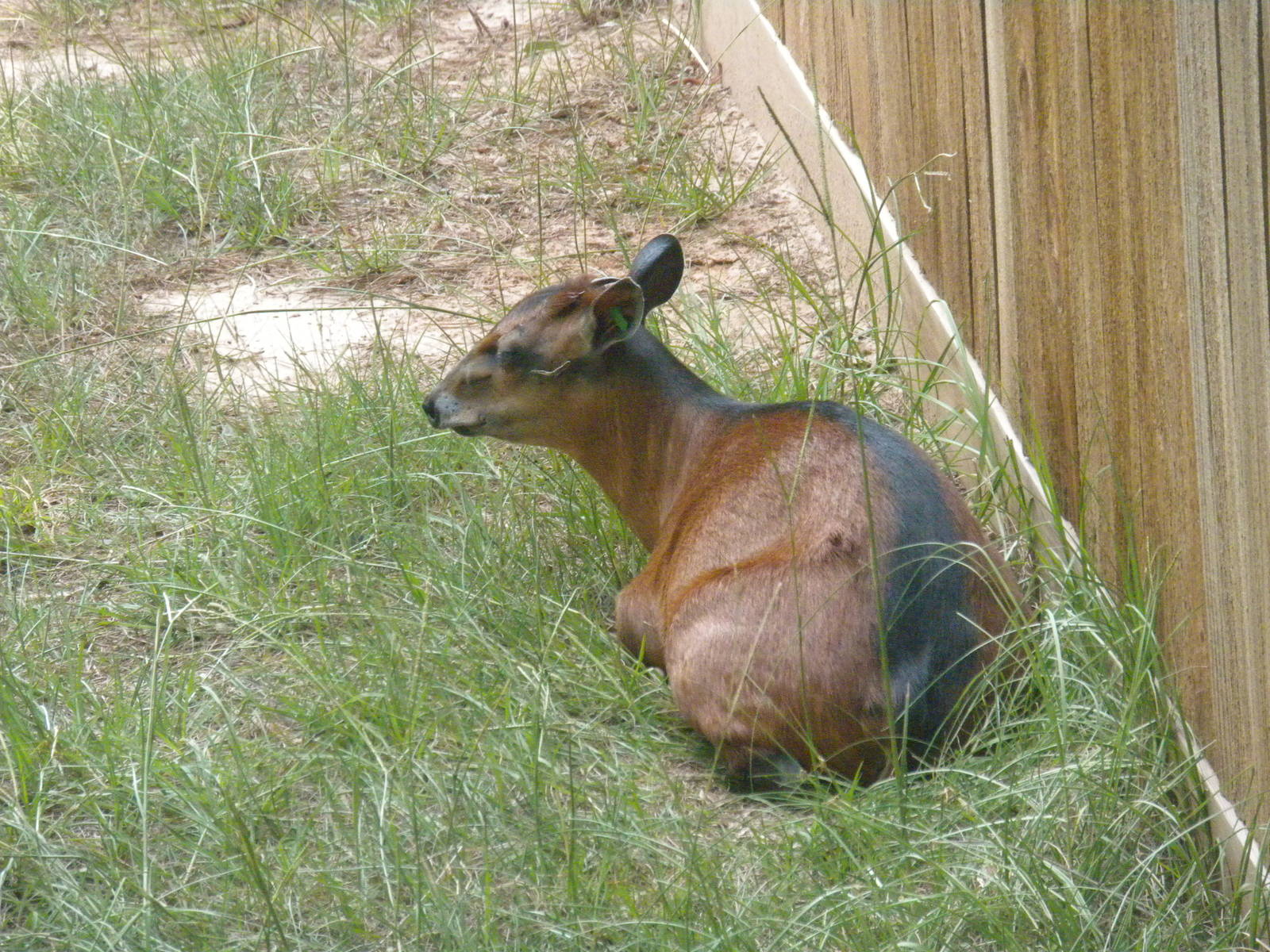 Bay Duiker