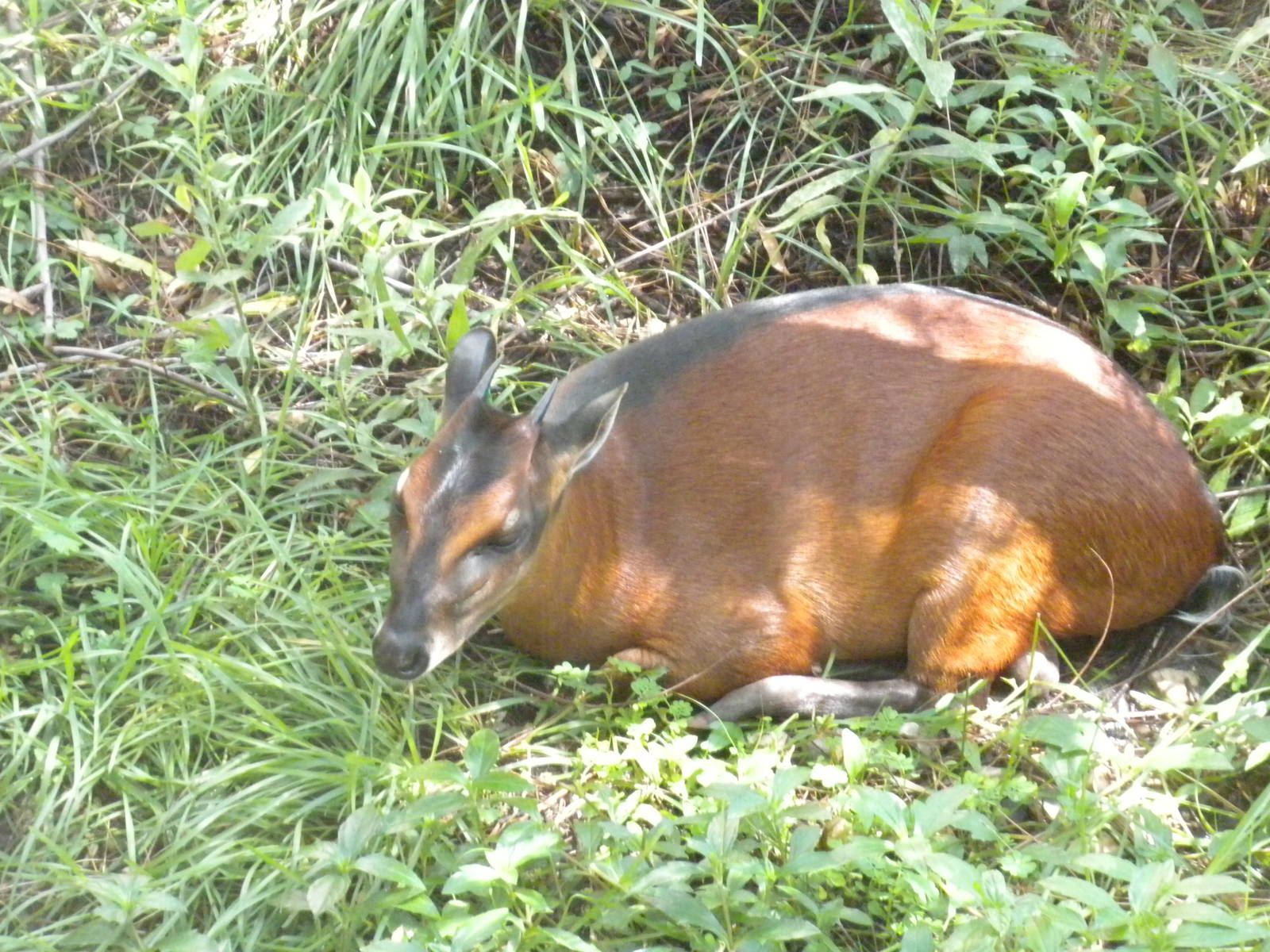 Bay Duiker
