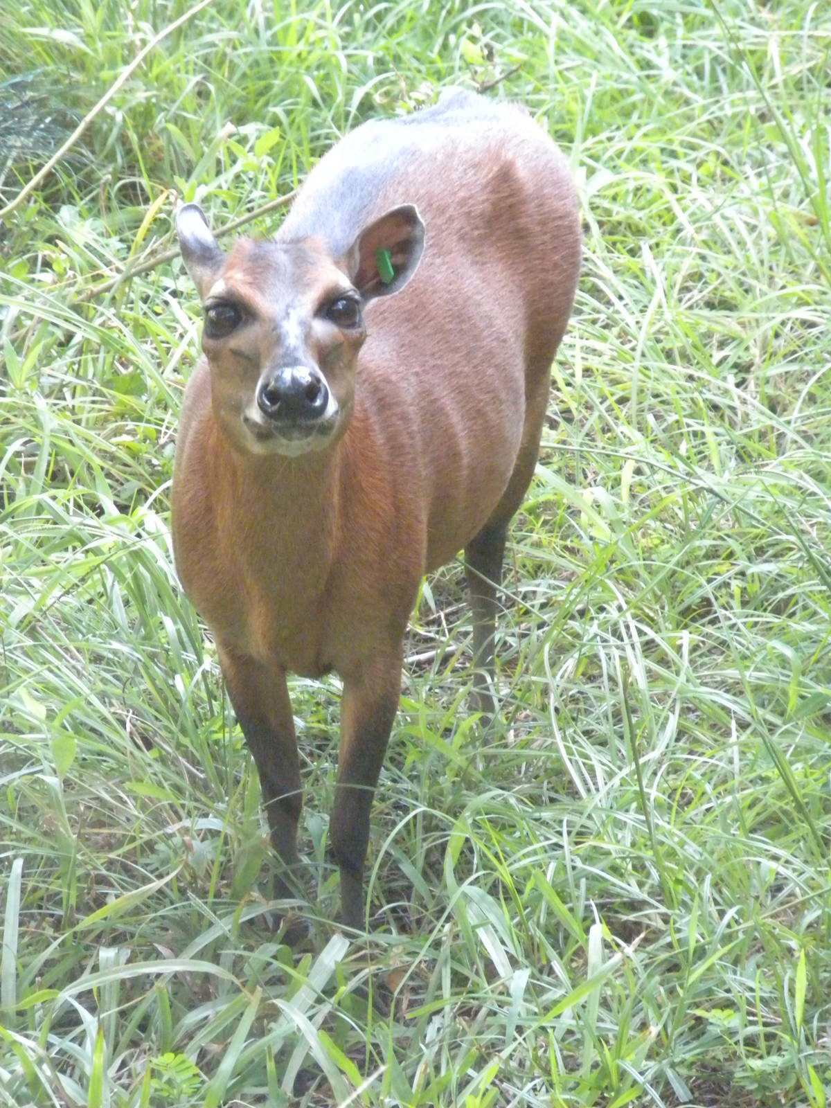 Bay Duiker