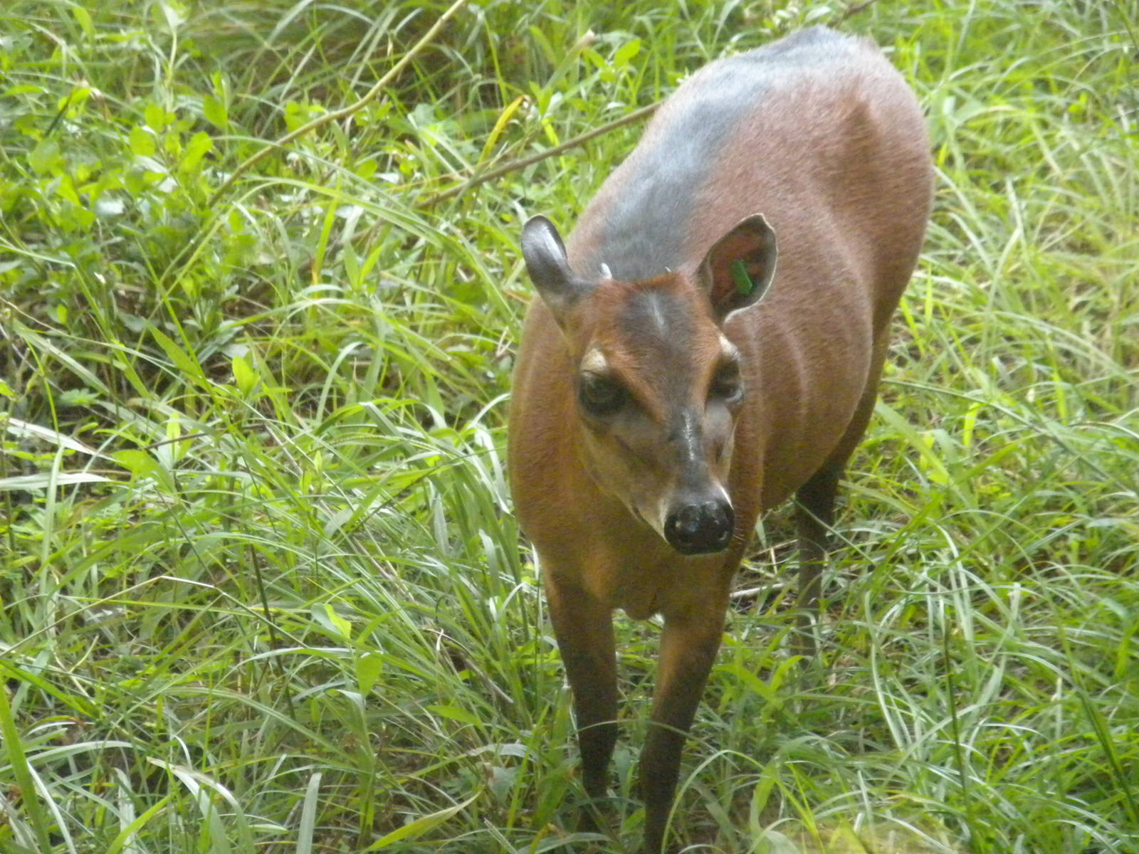 Bay Duiker