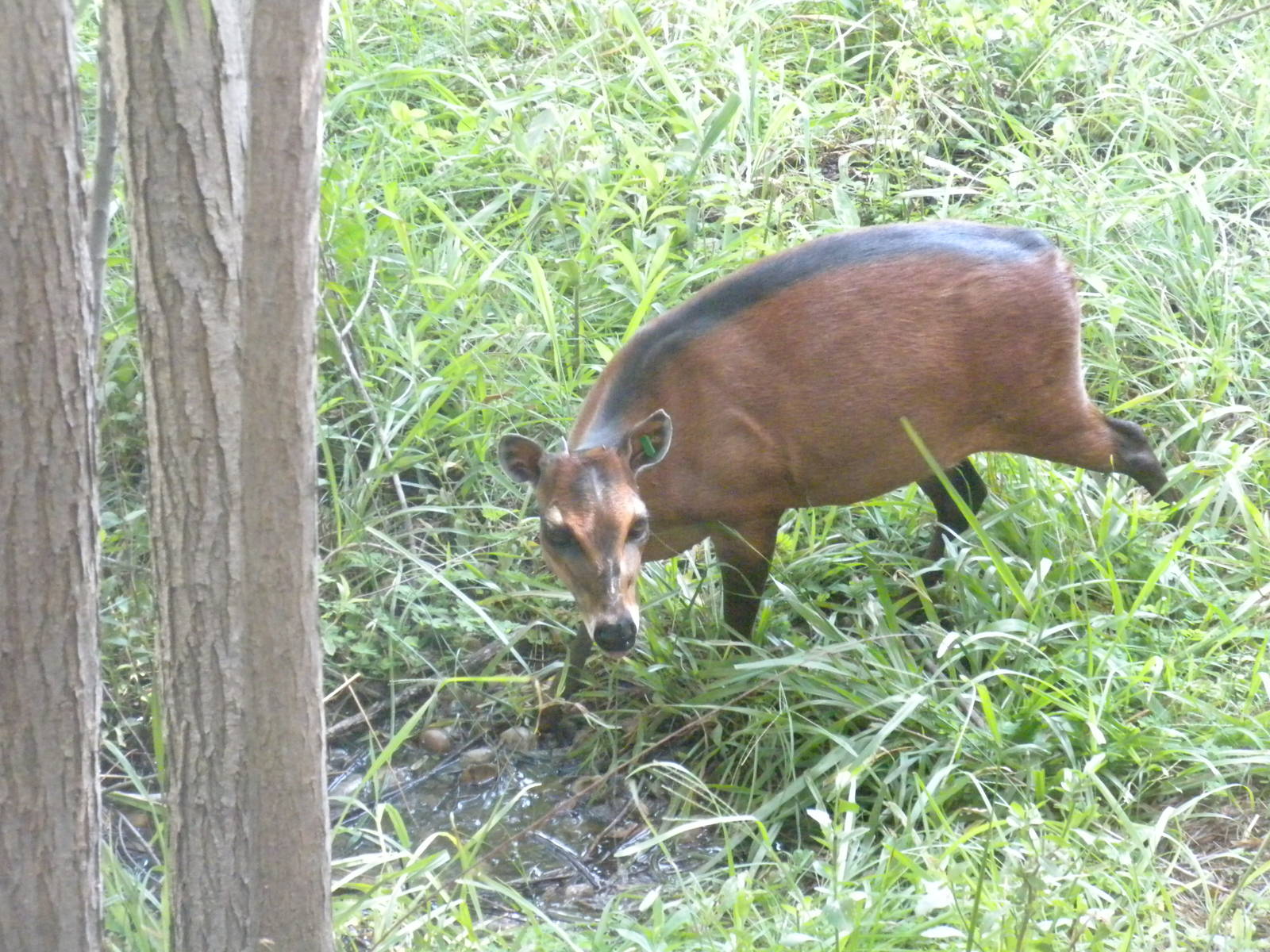Bay Duiker
