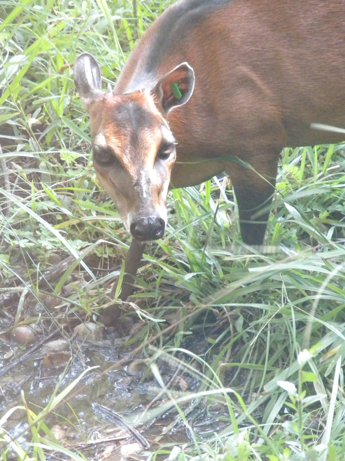 Bay Duiker