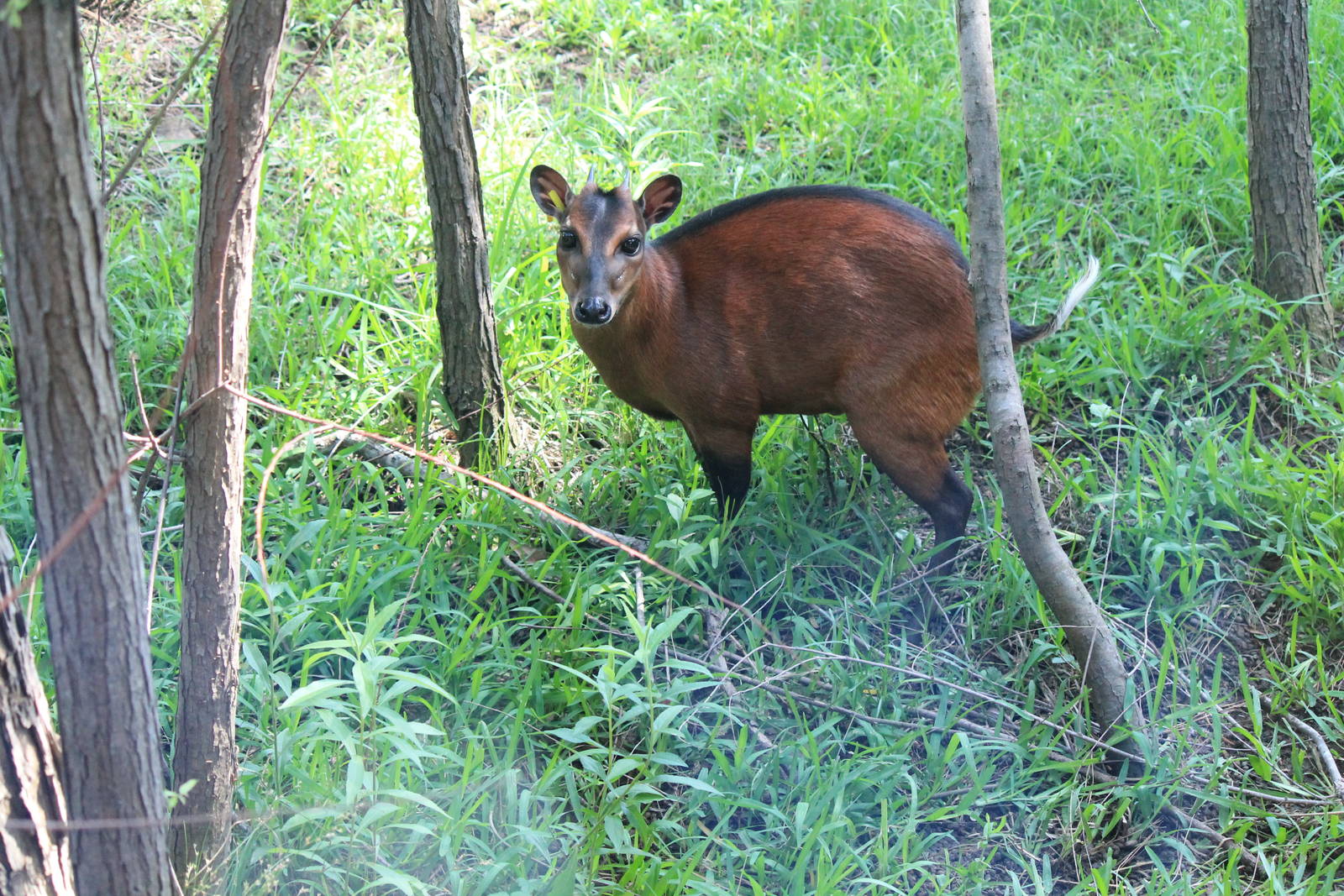 Bay Duiker