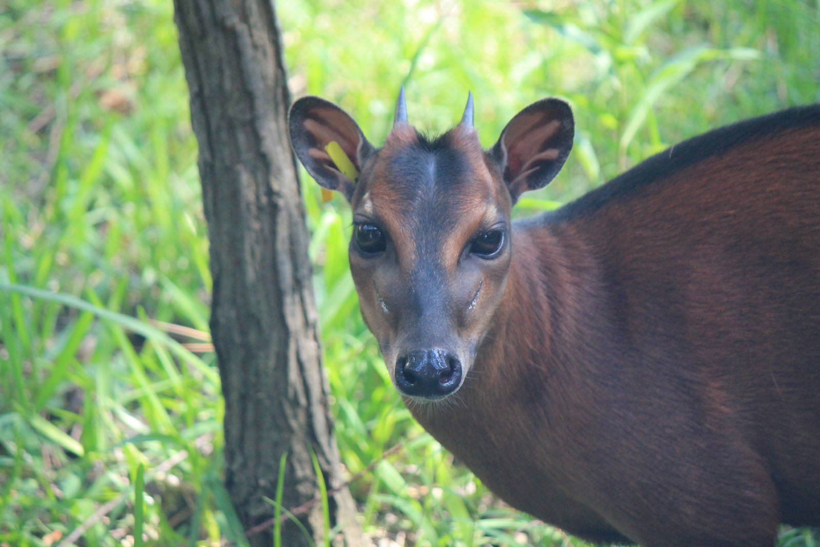 Bay Duiker