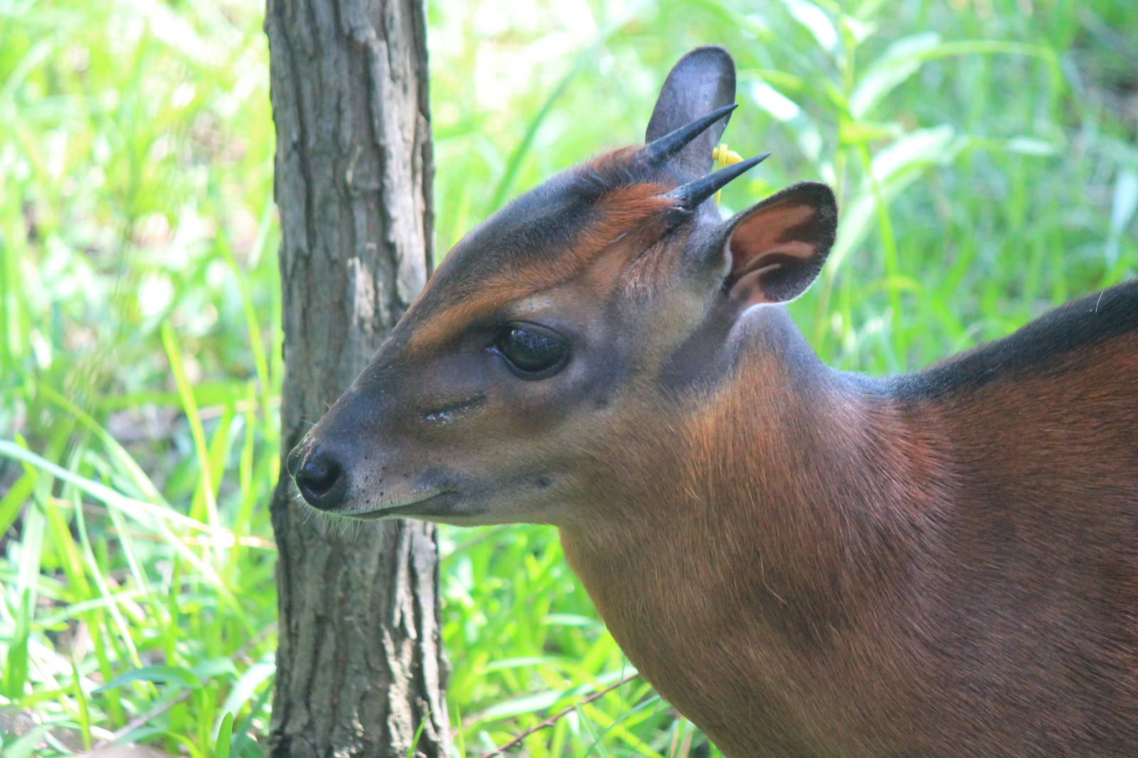 Bay Duiker