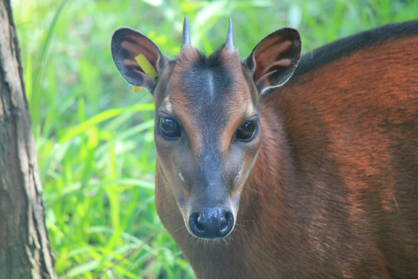 Bay Duiker