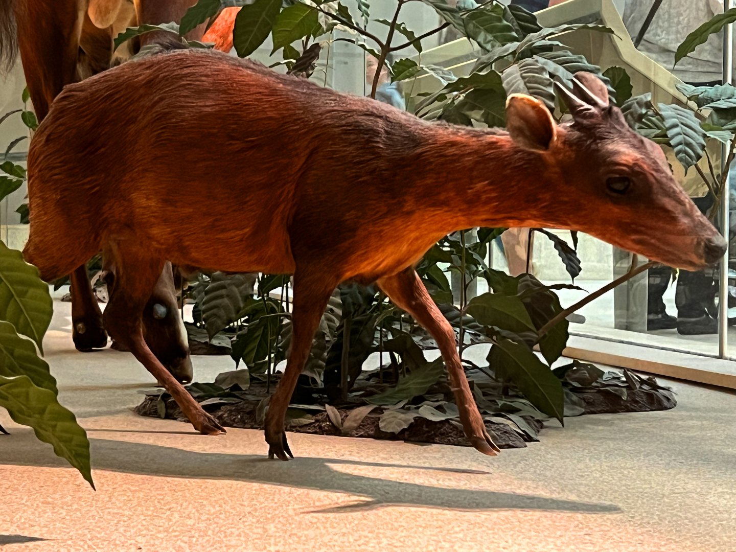Bay Duiker