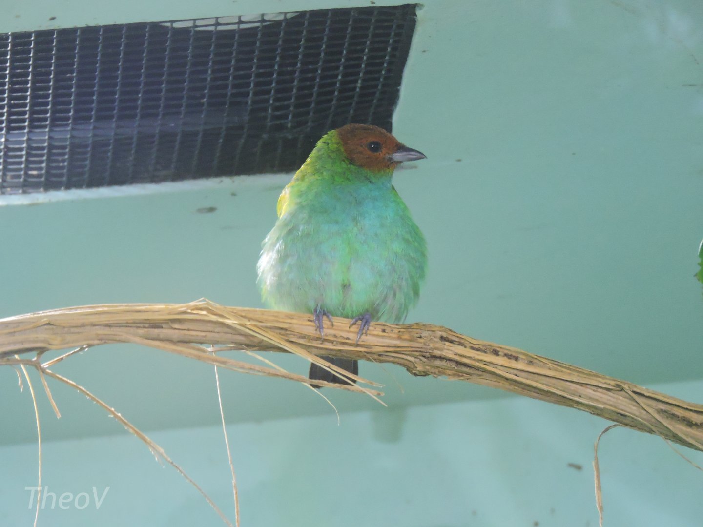 Bay-headed tanager [2016]