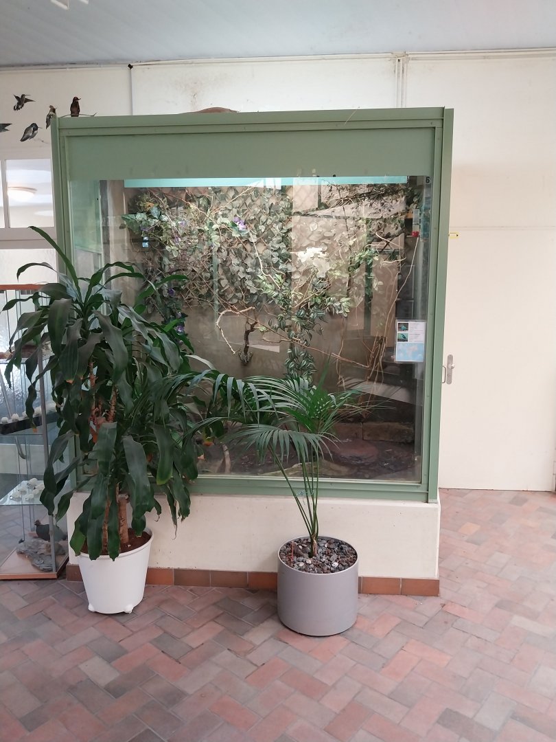 Bay-headed tanager and red-legged honeycreeper aviary