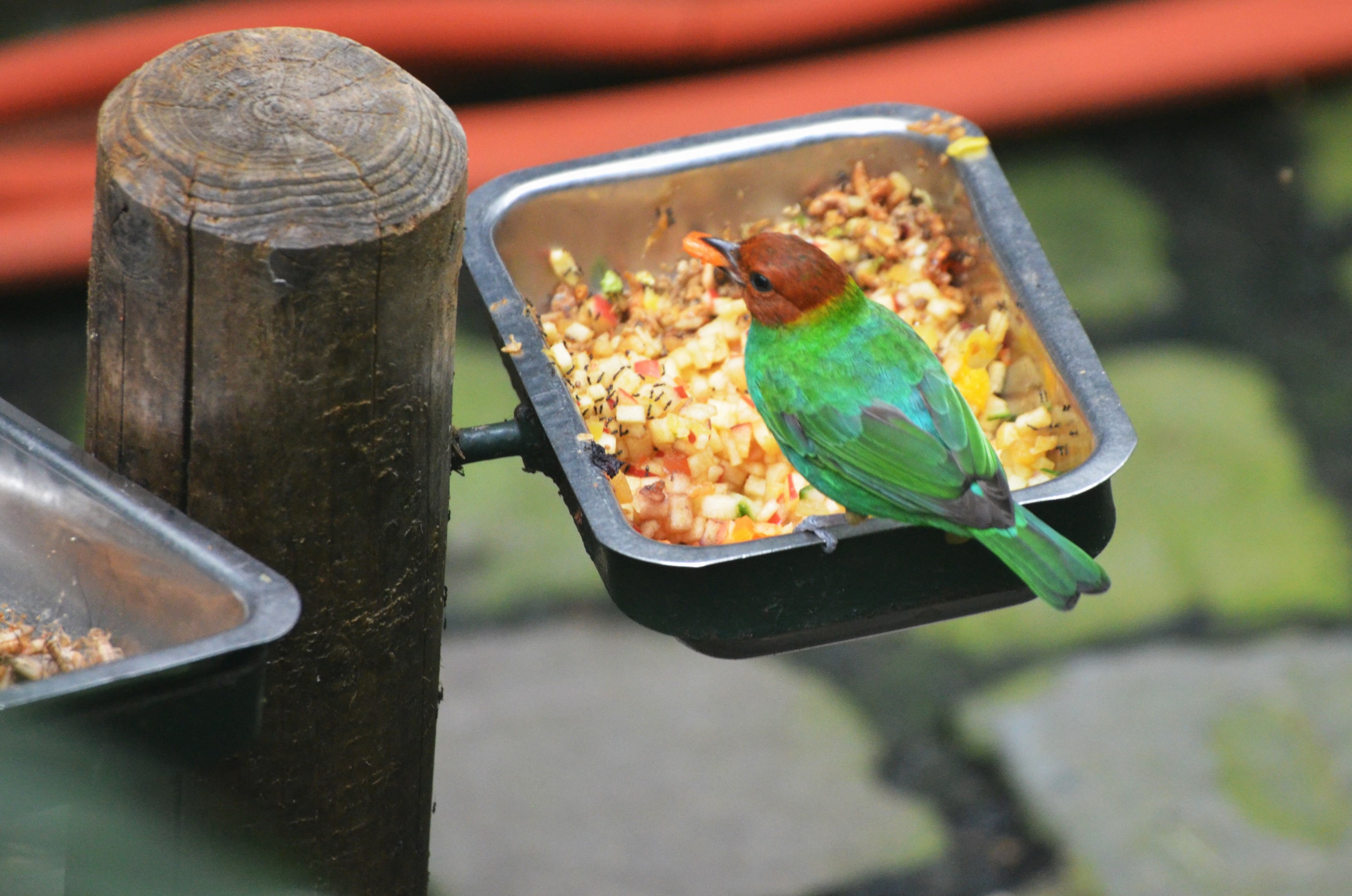Bay-headed Tanager at Wuppertal, 16/06/19