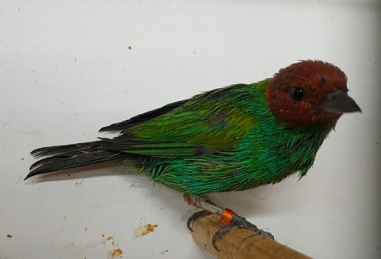 Bay-headed tanager - Tangara gyrola