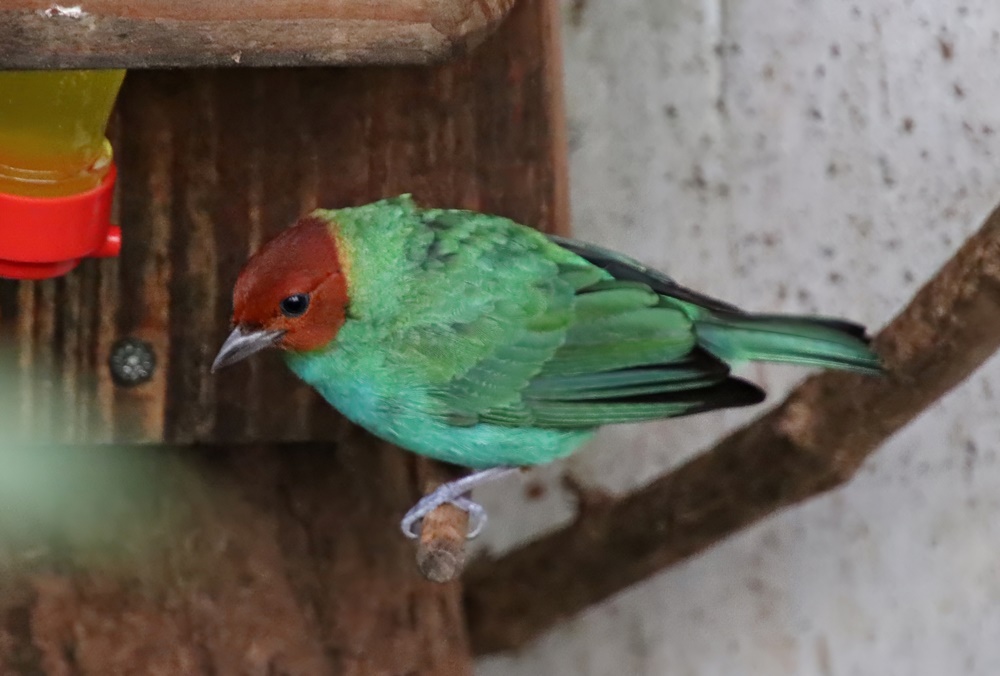Bay-headed tanager (Tangara gyrola)