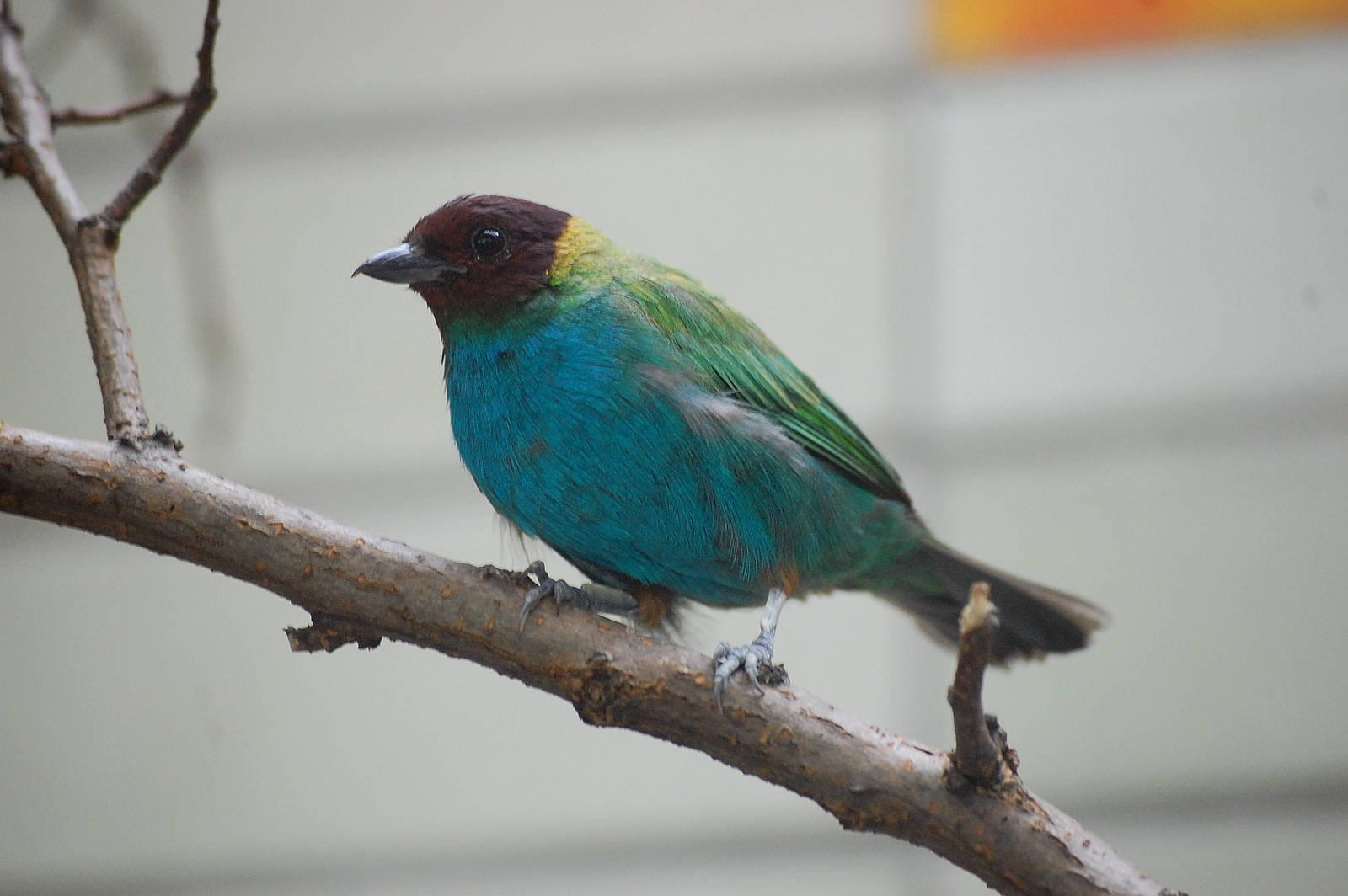 Bay Headed Tanager