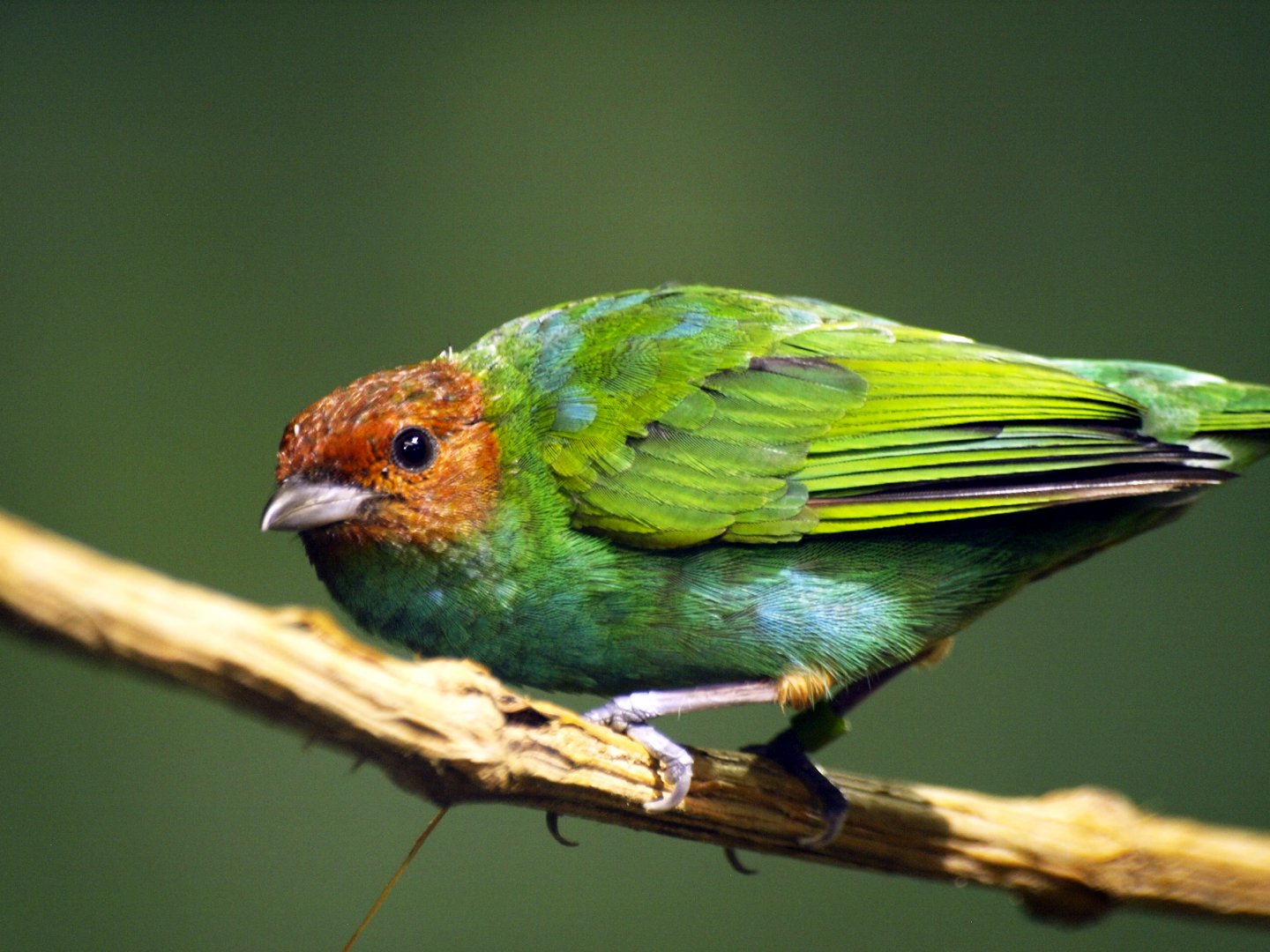 Bay-headed tanager