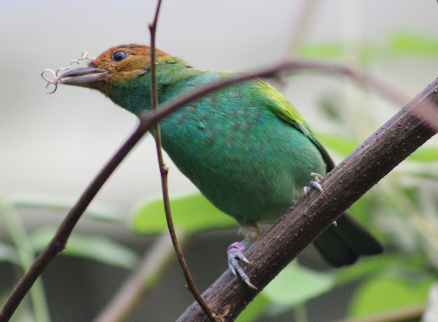 Bay-headed tanager