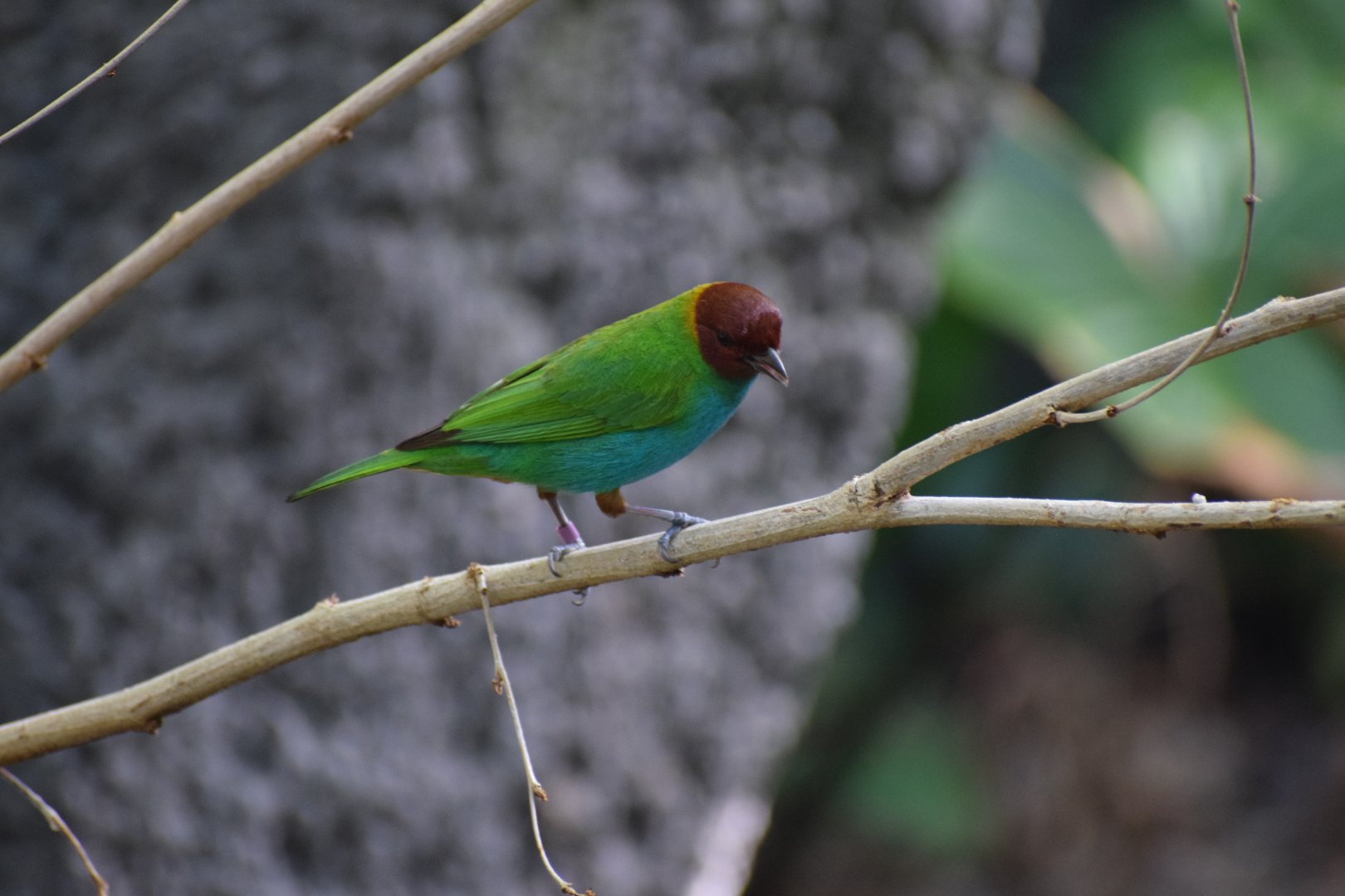Bay-headed tanager