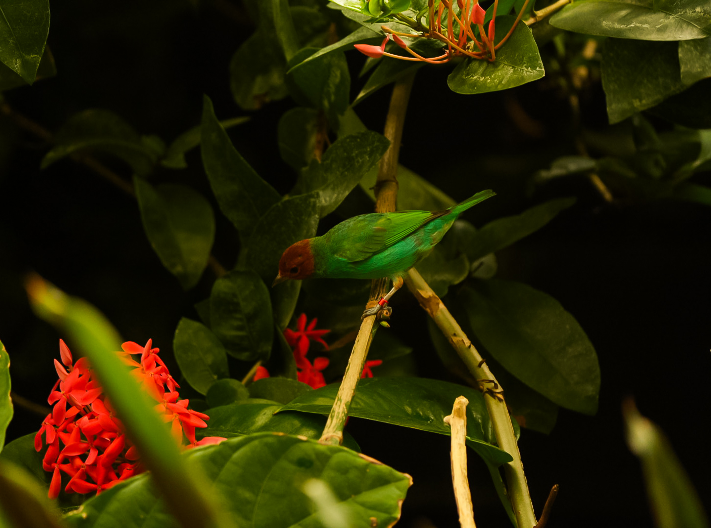 Bay-headed Tanager